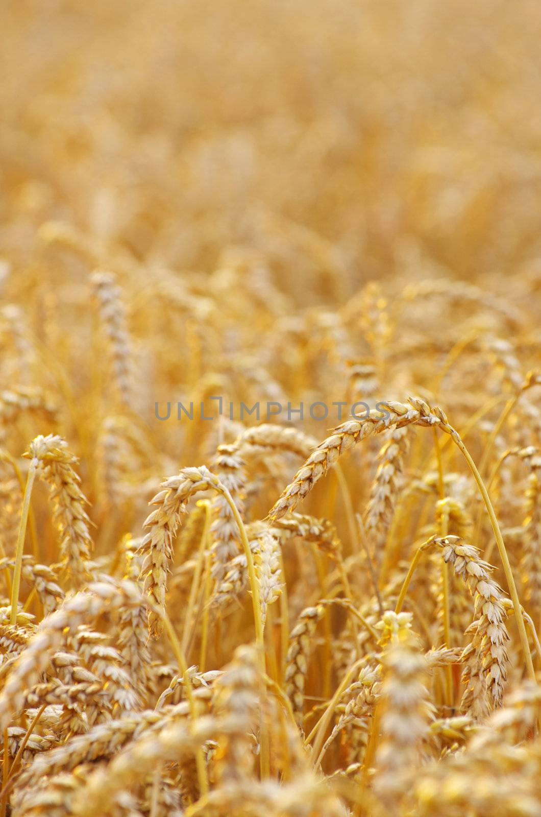  wheat  by Pakhnyushchyy