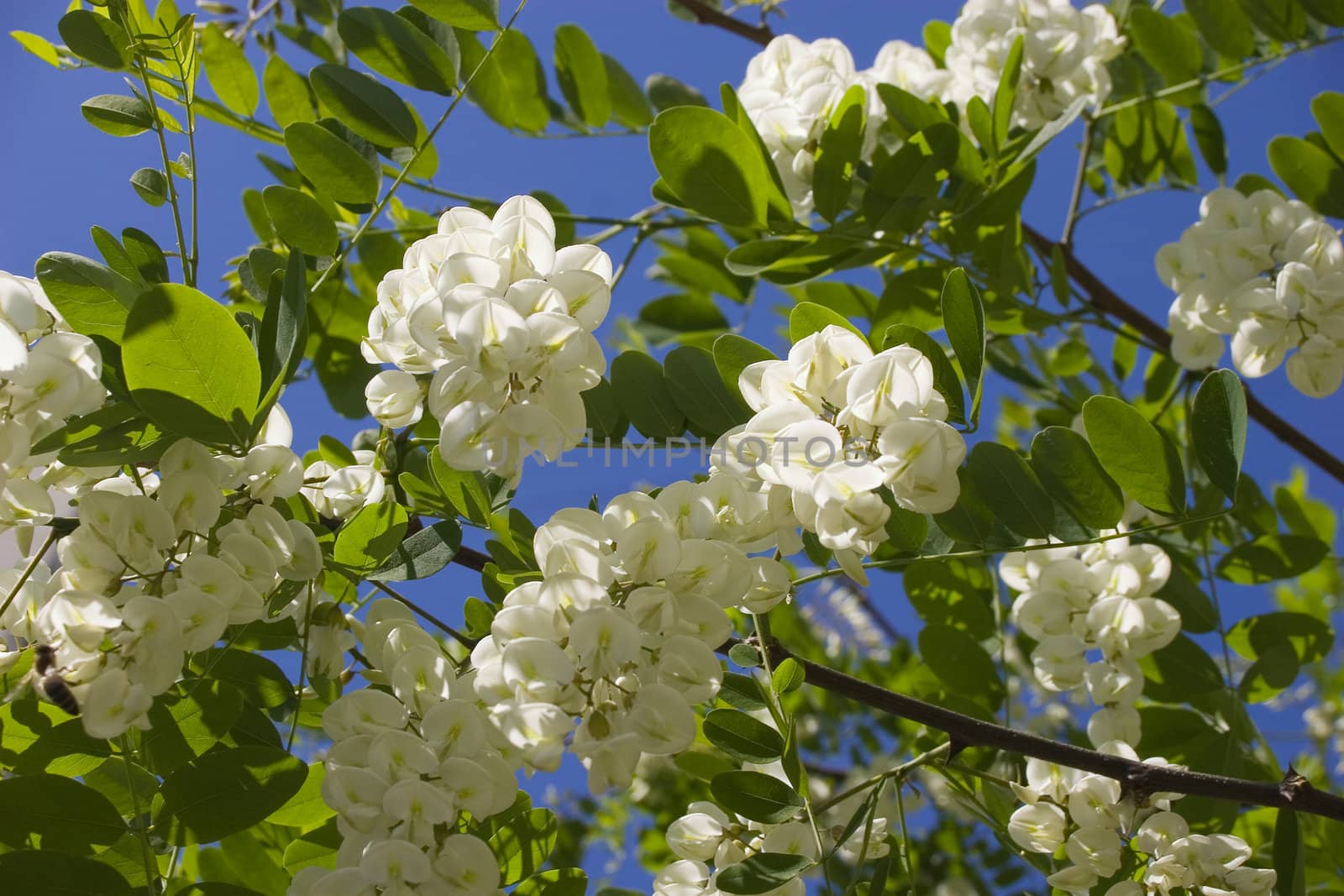 Blossoming branches of a white acacia on a blue sky background