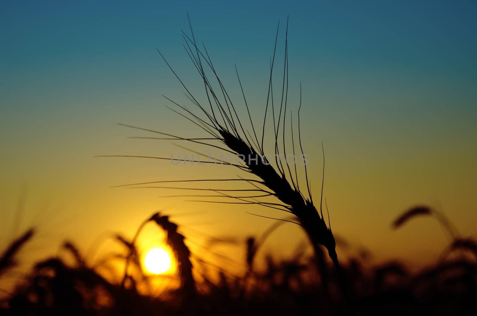 golden sunset over harvest field