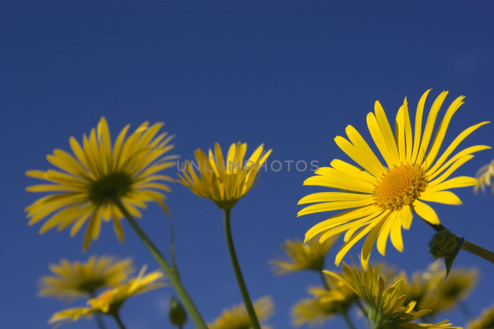 Yellow flowers on a blue sky background