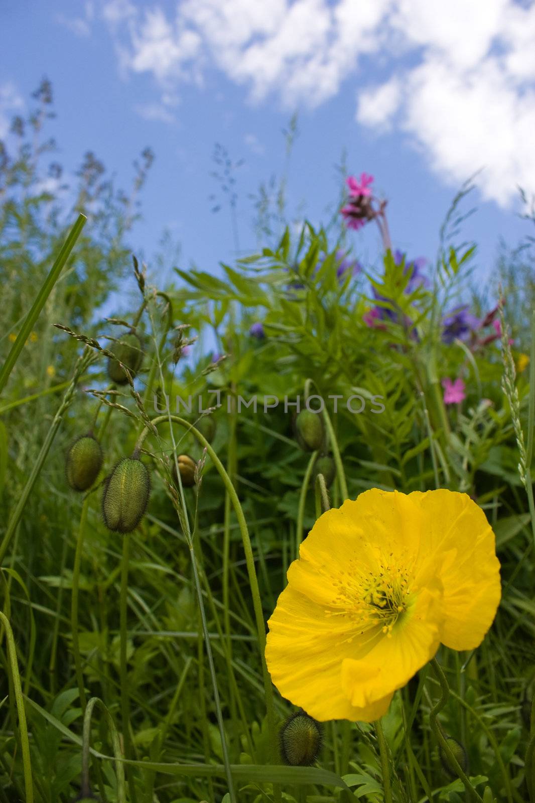 Papaver lapponicum and green herbs on the blue sky