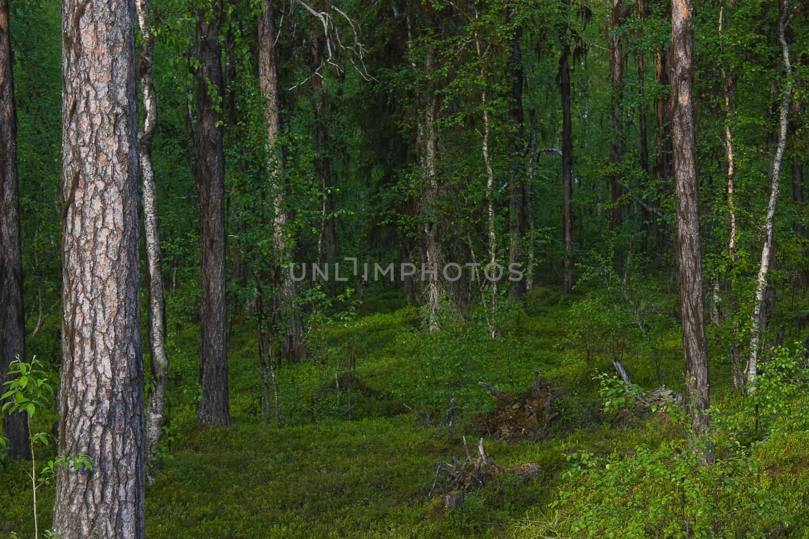 Deep forest by vidrik