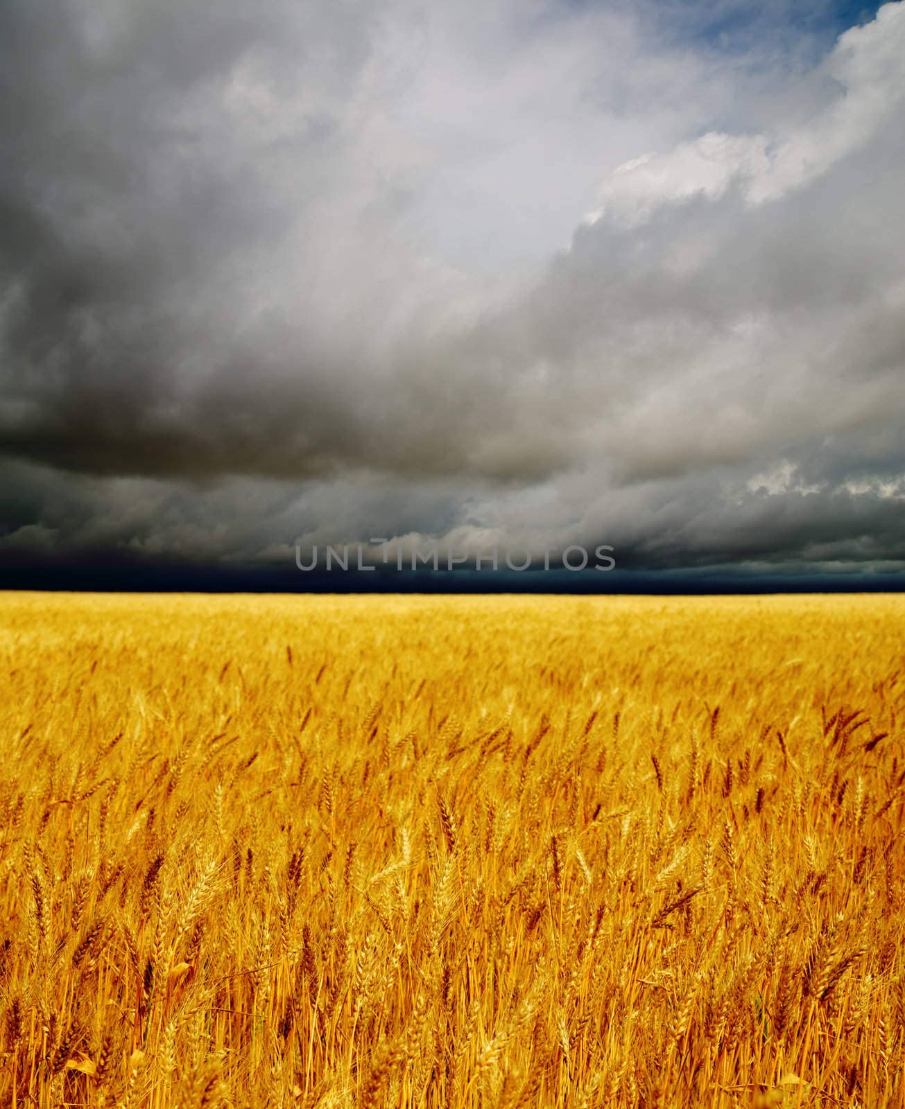 golden field under dramatic sky by mycola