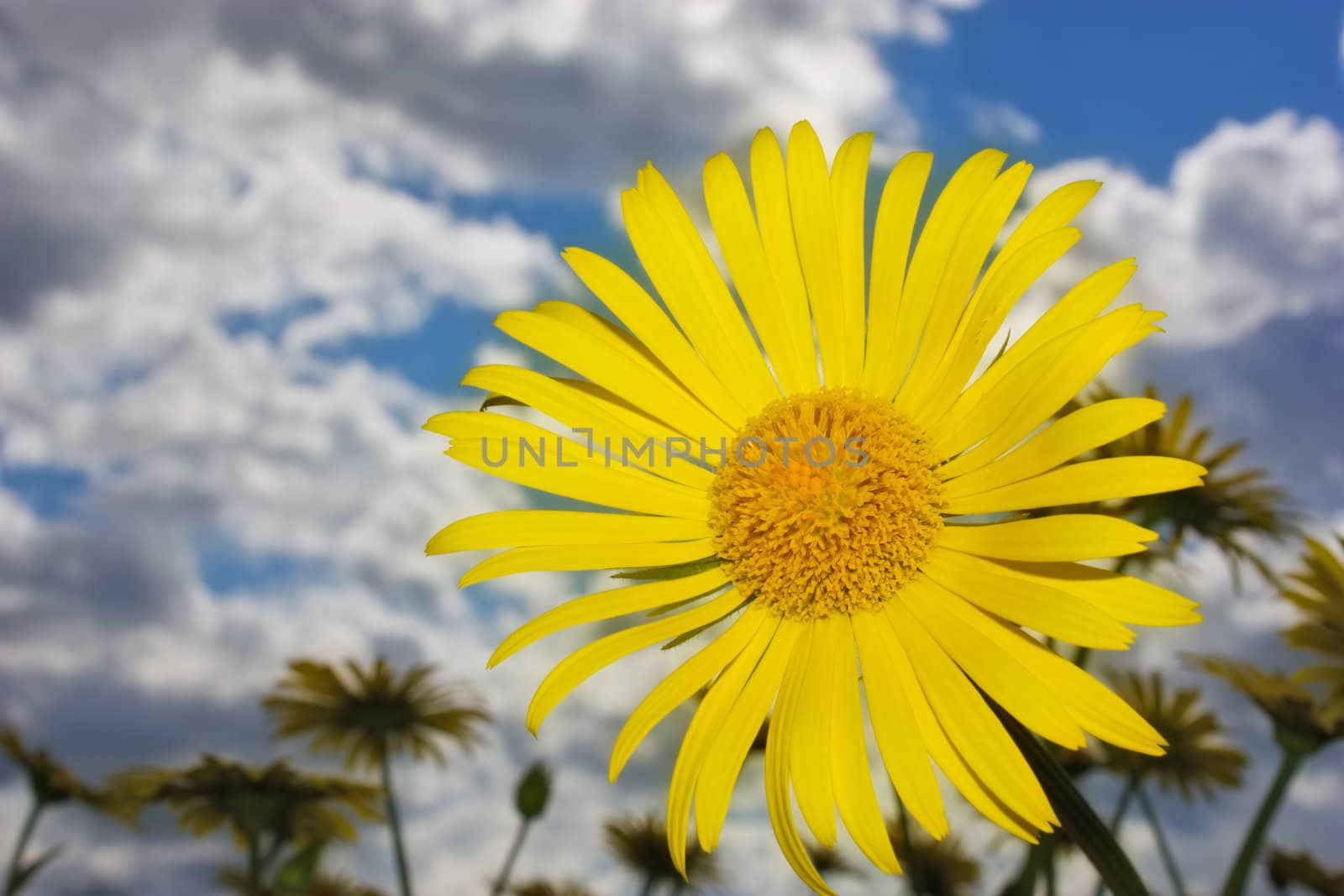 Yellog flowers on cloudy sky