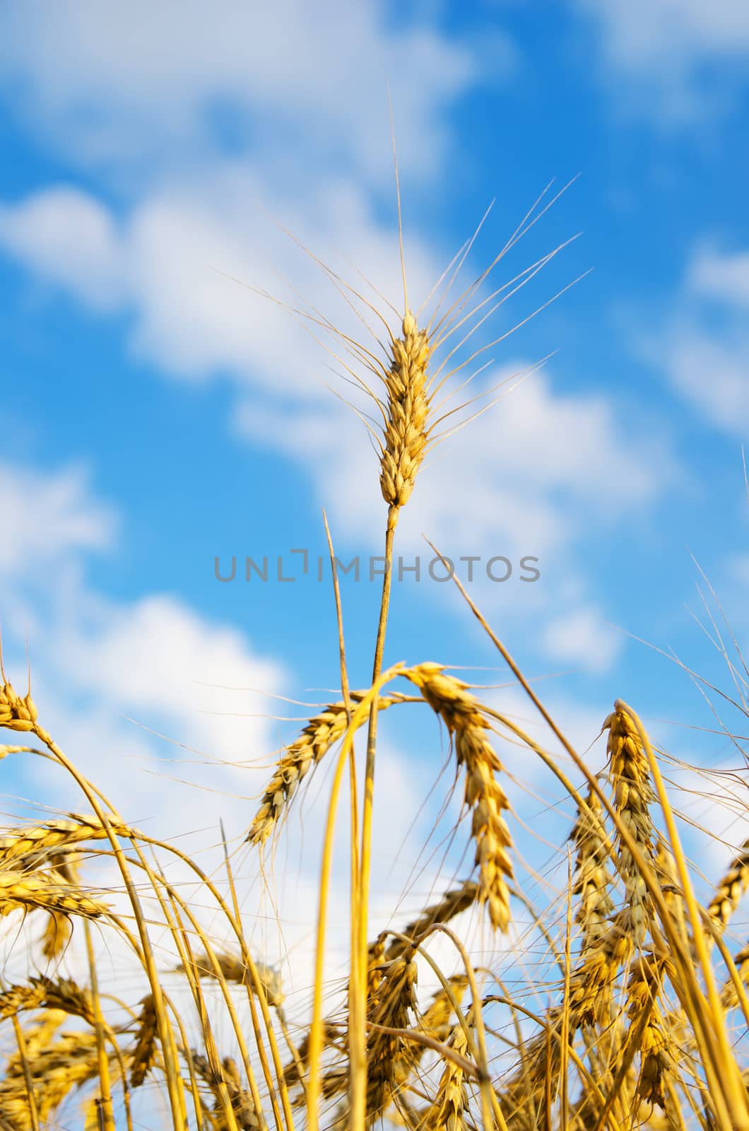 close up of ripe wheat ears against sky. soft focus