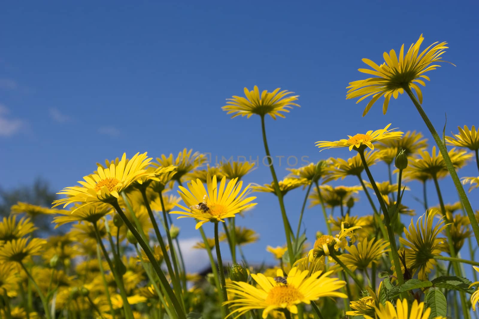 Yellow flower by vidrik