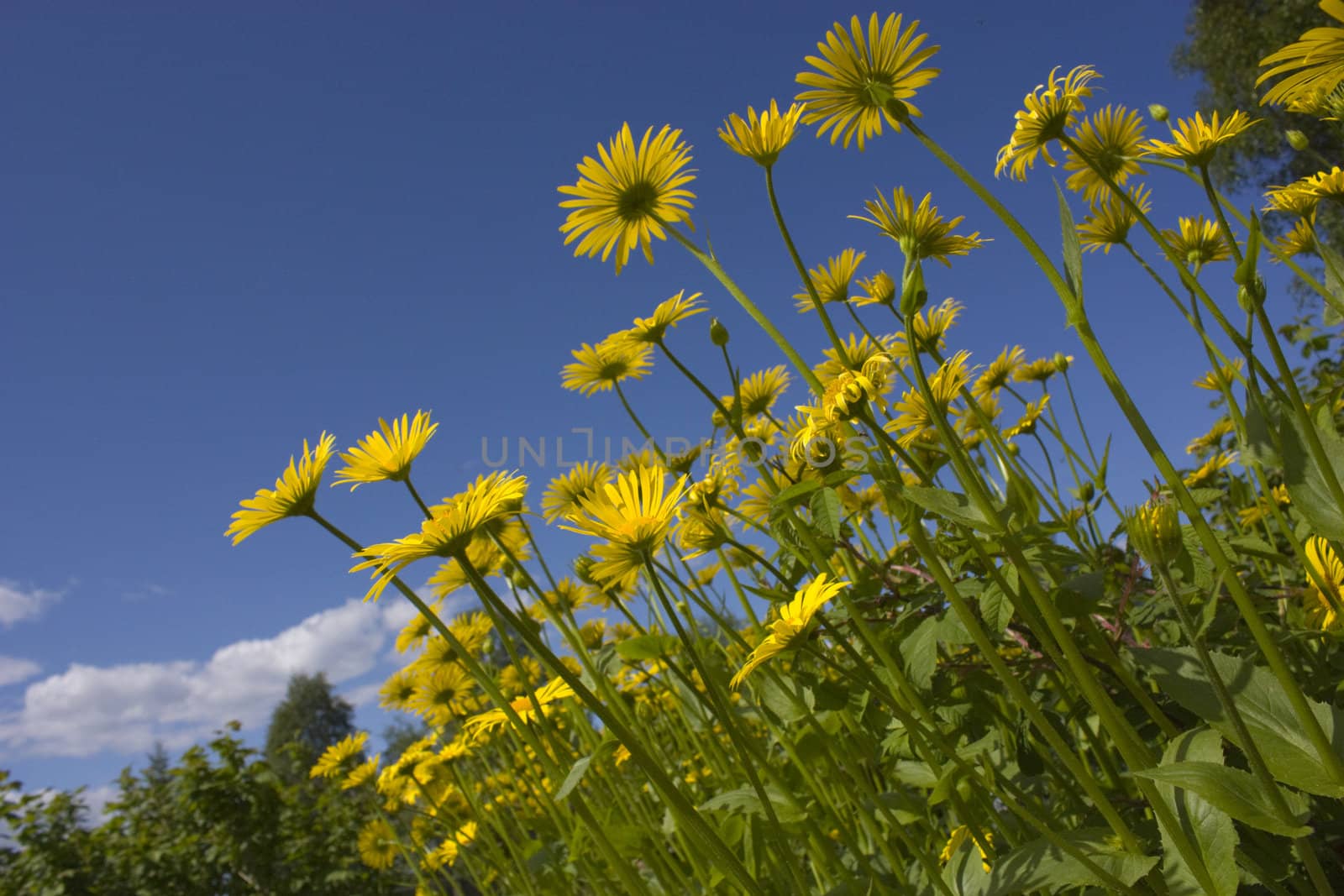 Yellow flowers on blue sky