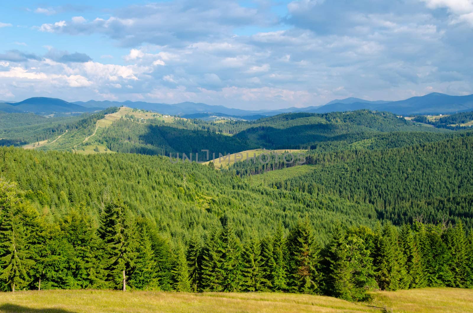 Beautiful green mountain landscape with trees in Carpathians