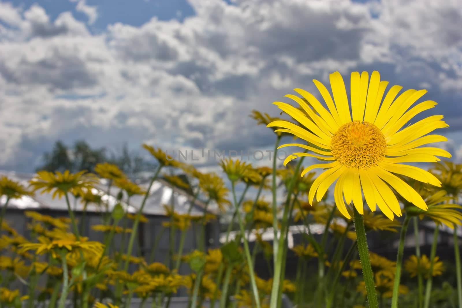 Yellow flower by vidrik