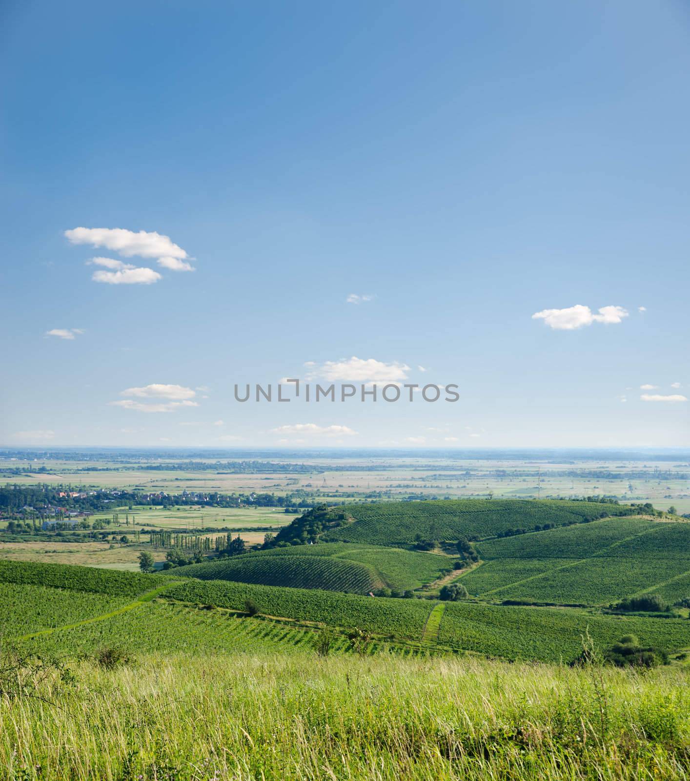 view to vineyards under blue sky with clouds