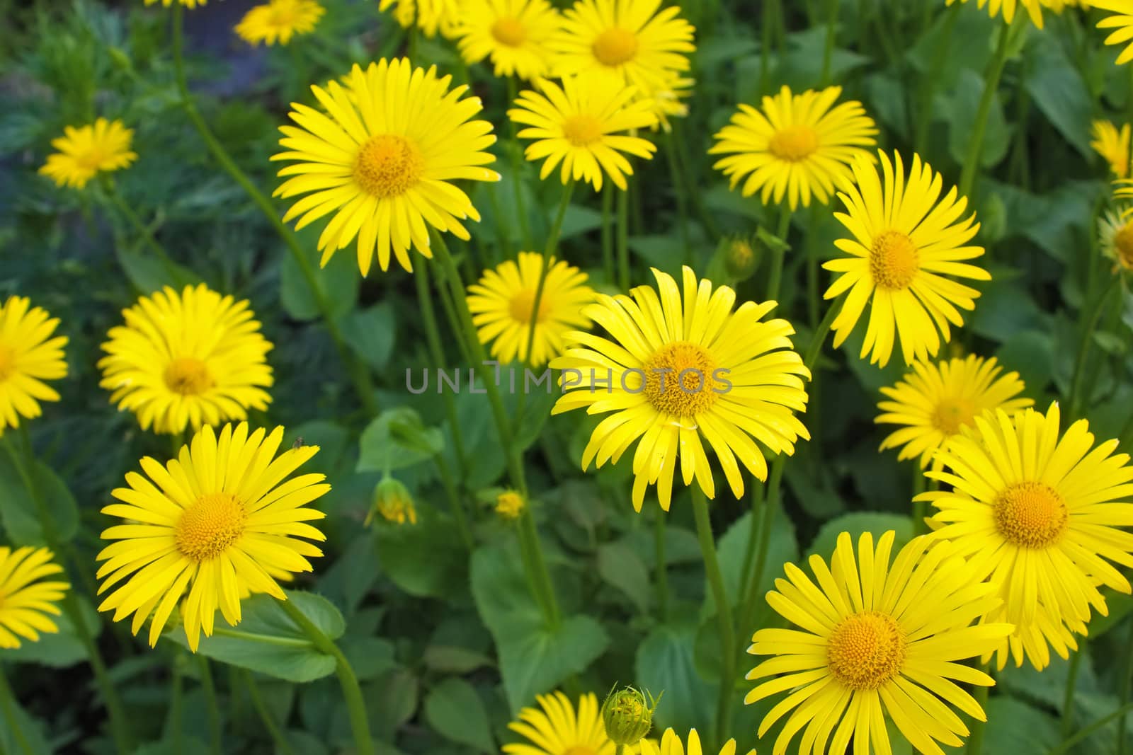 Yellow flowers of doronicum