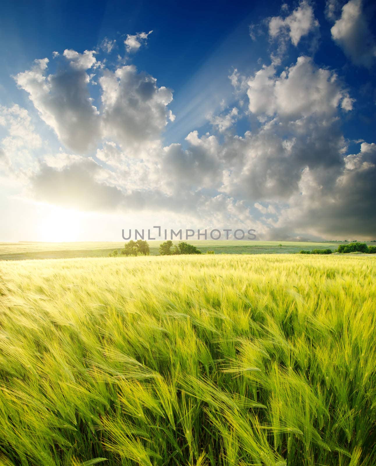 green barley under sunrays by mycola