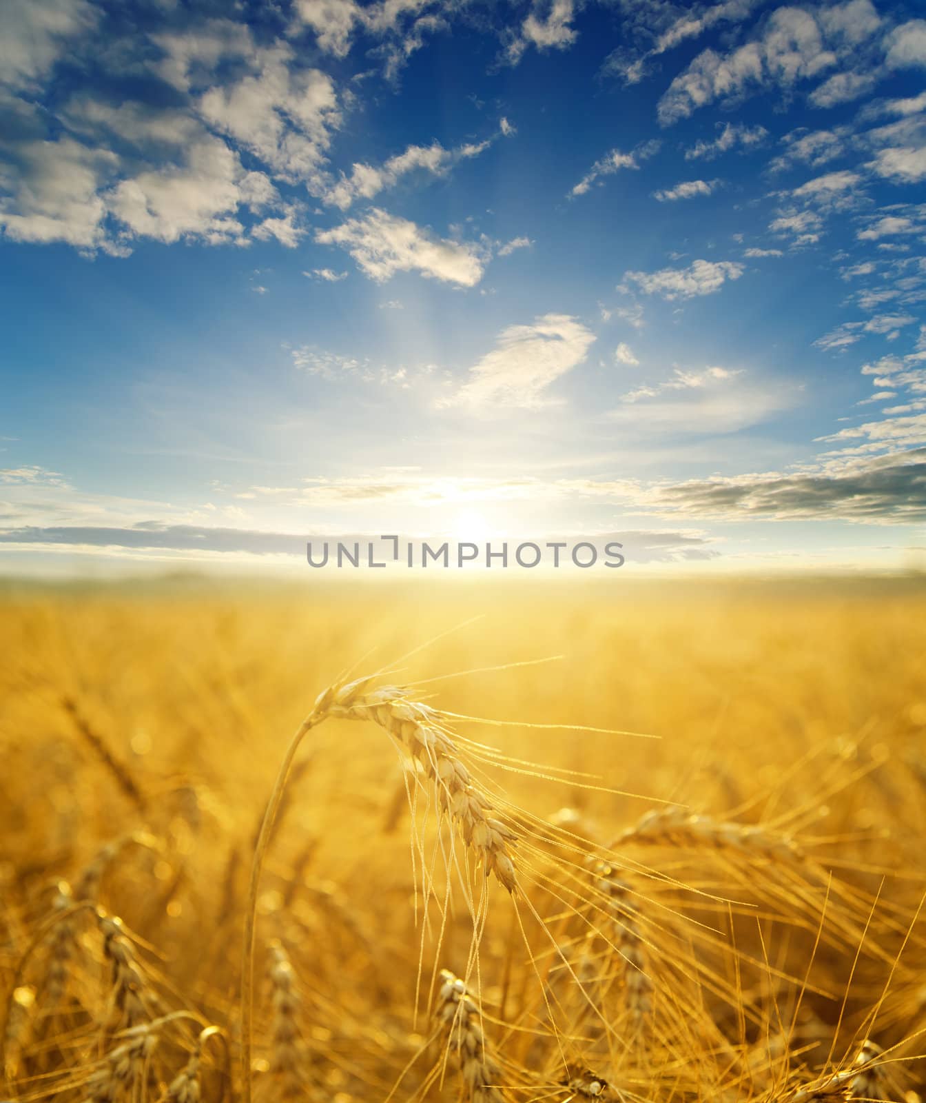 field with gold ears of wheat in sunset by mycola