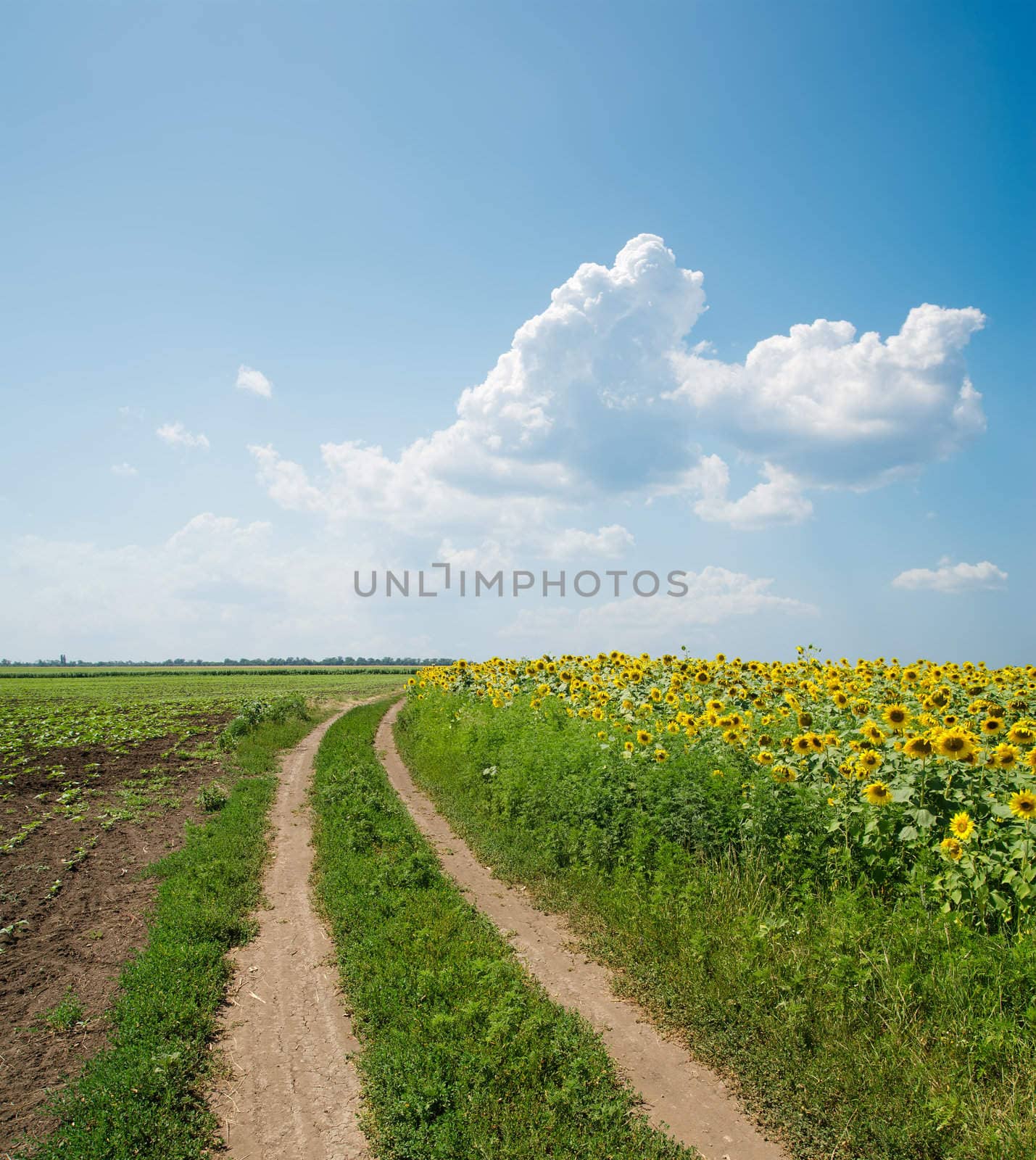 Road in field under clouds