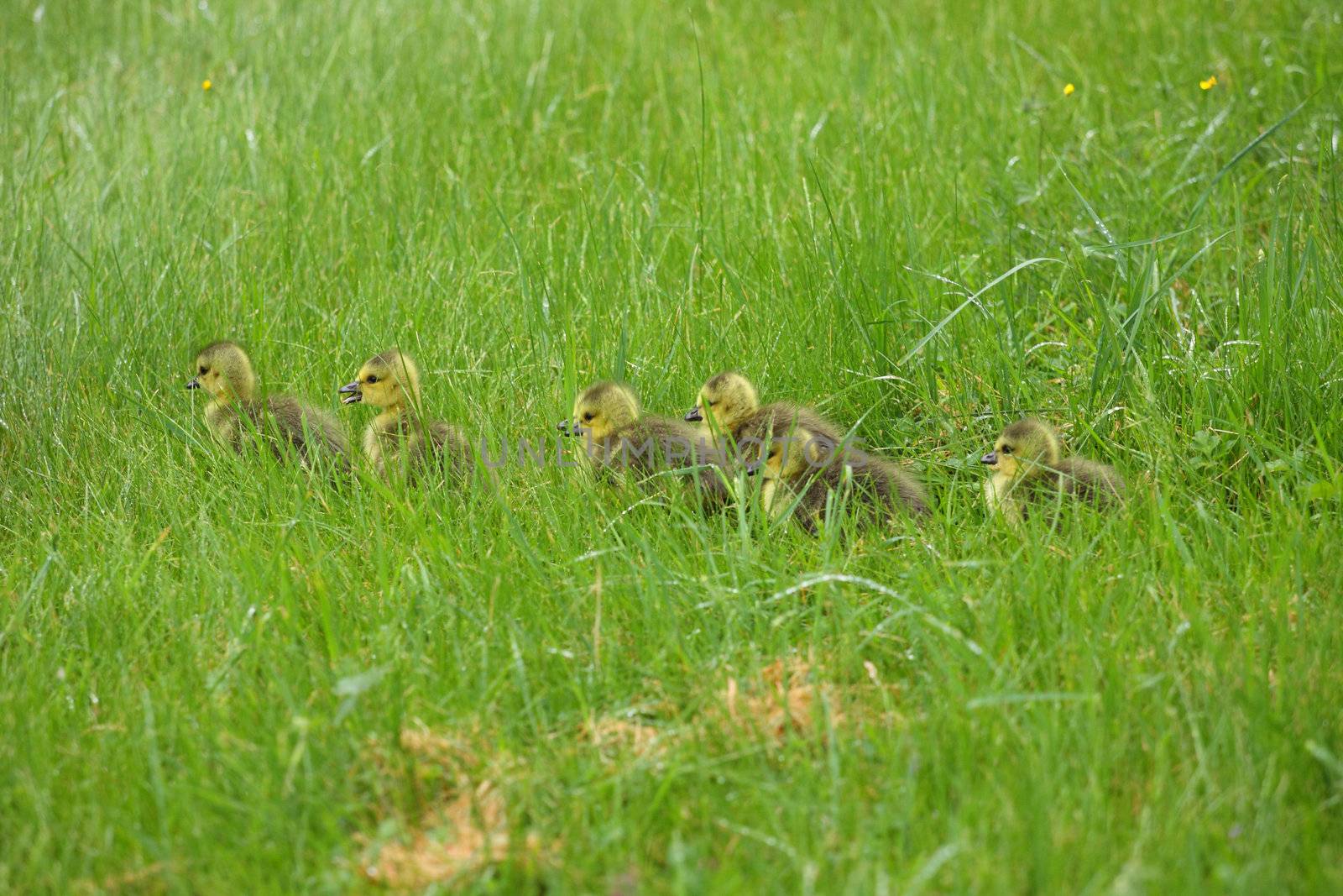 small Canada geese walking in green grass