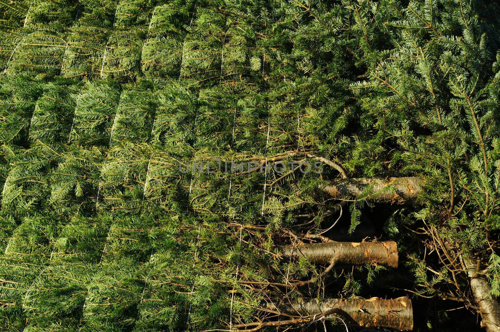 Fir trees bundled on a lot to be sold at Christmas time.