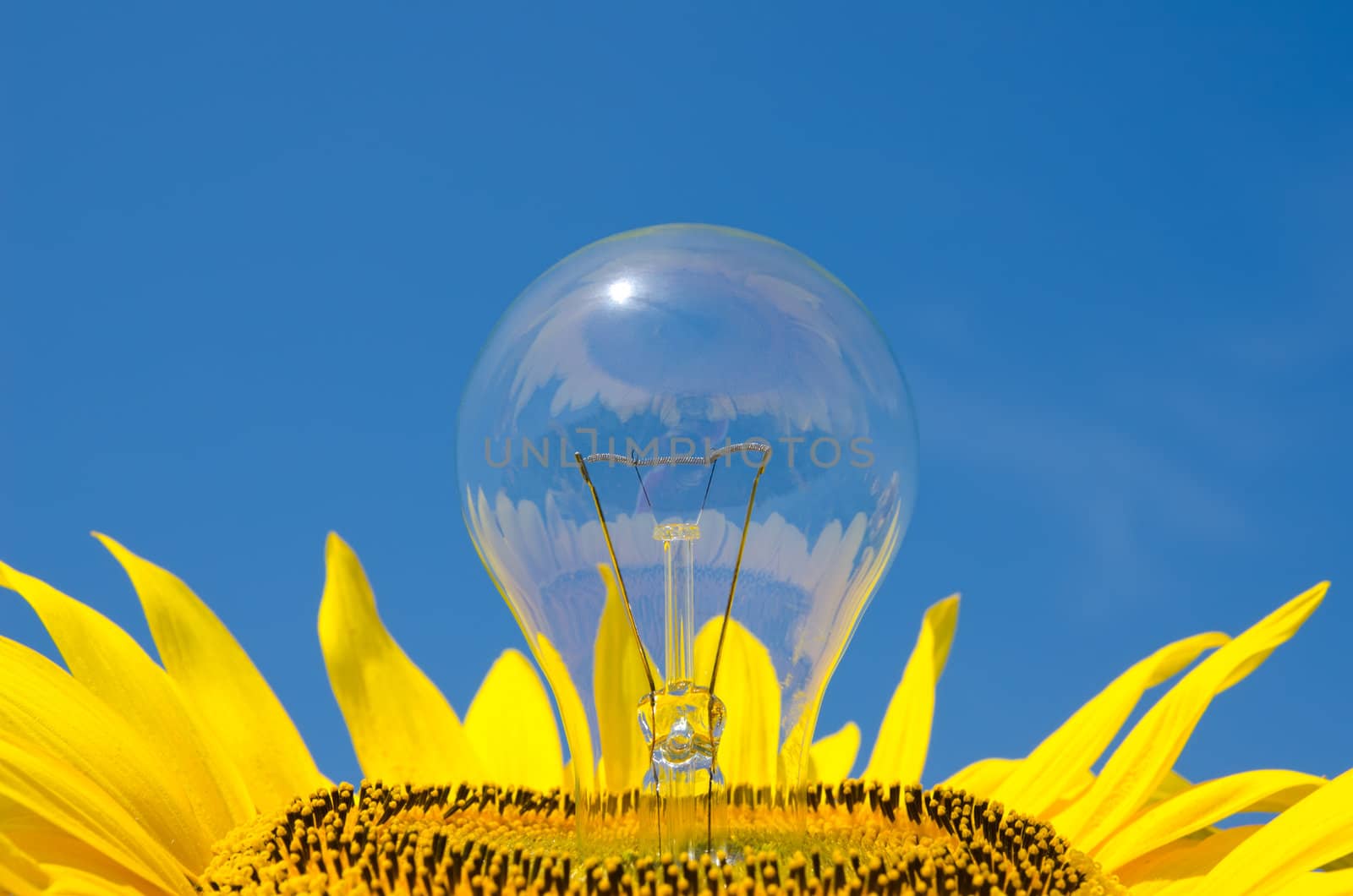 light bulb and sunflower