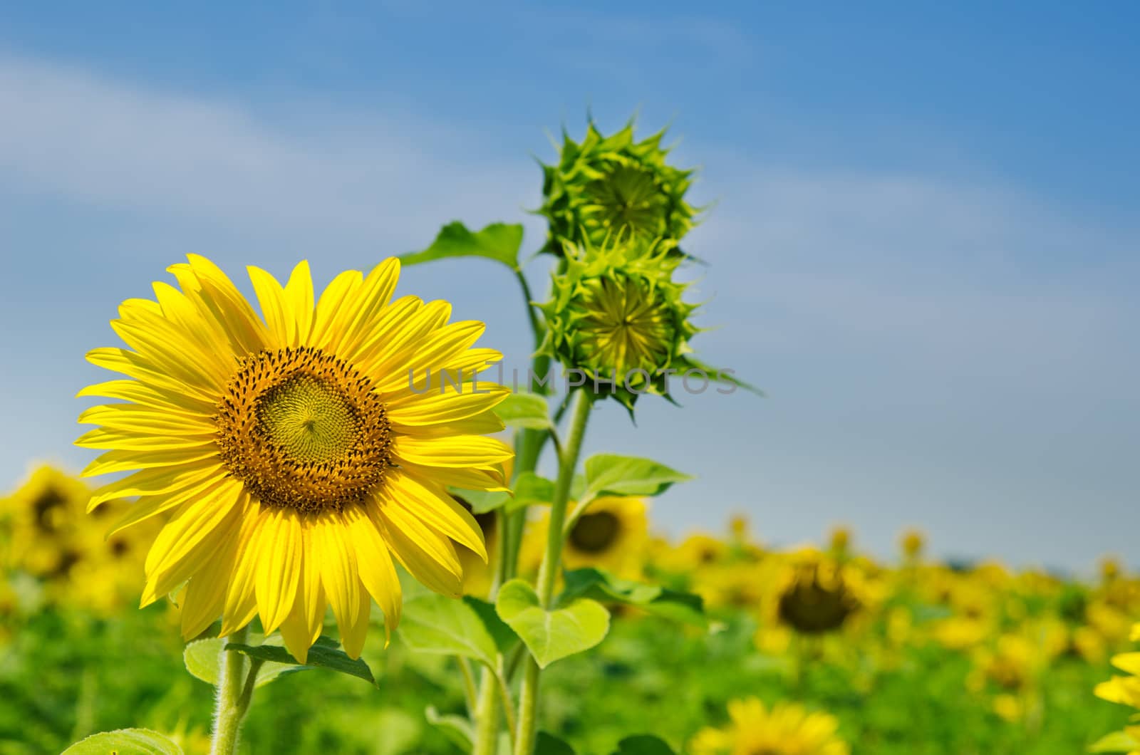 sunflowers with cloudy sky