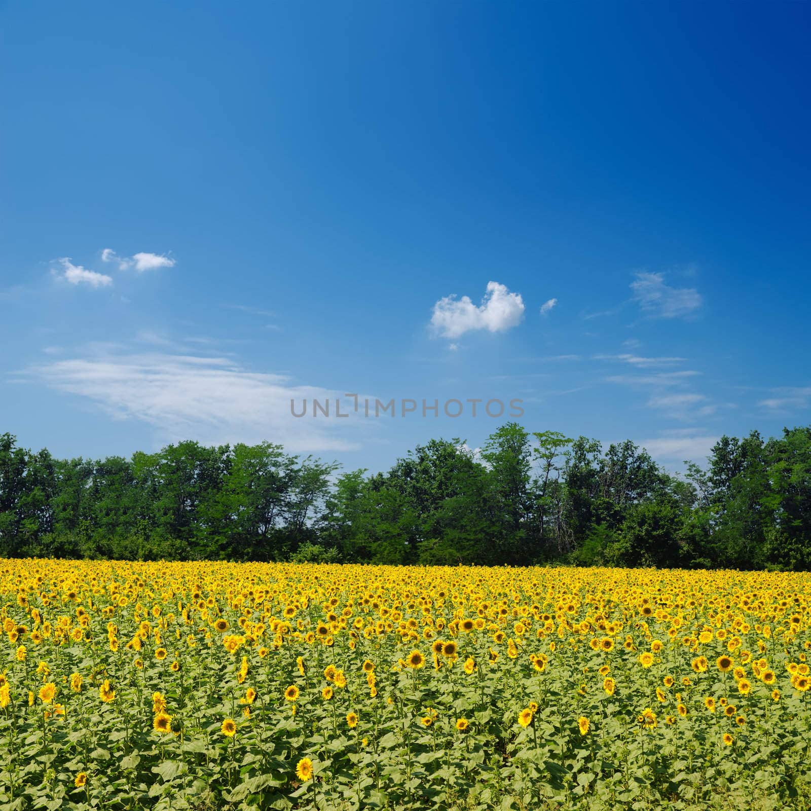 field with sunflowers under blue sky over it