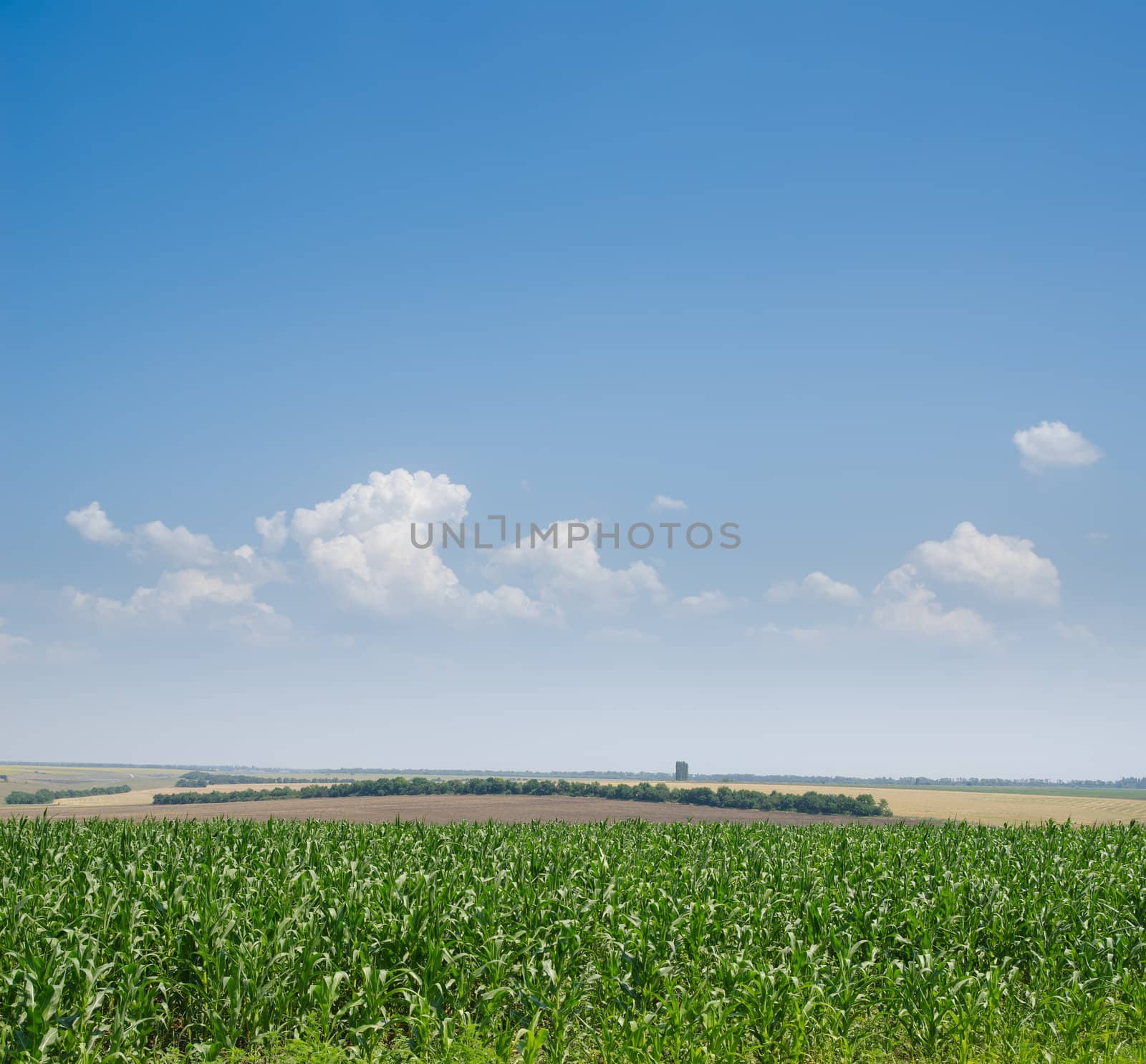 field with green maize under deep blue sky