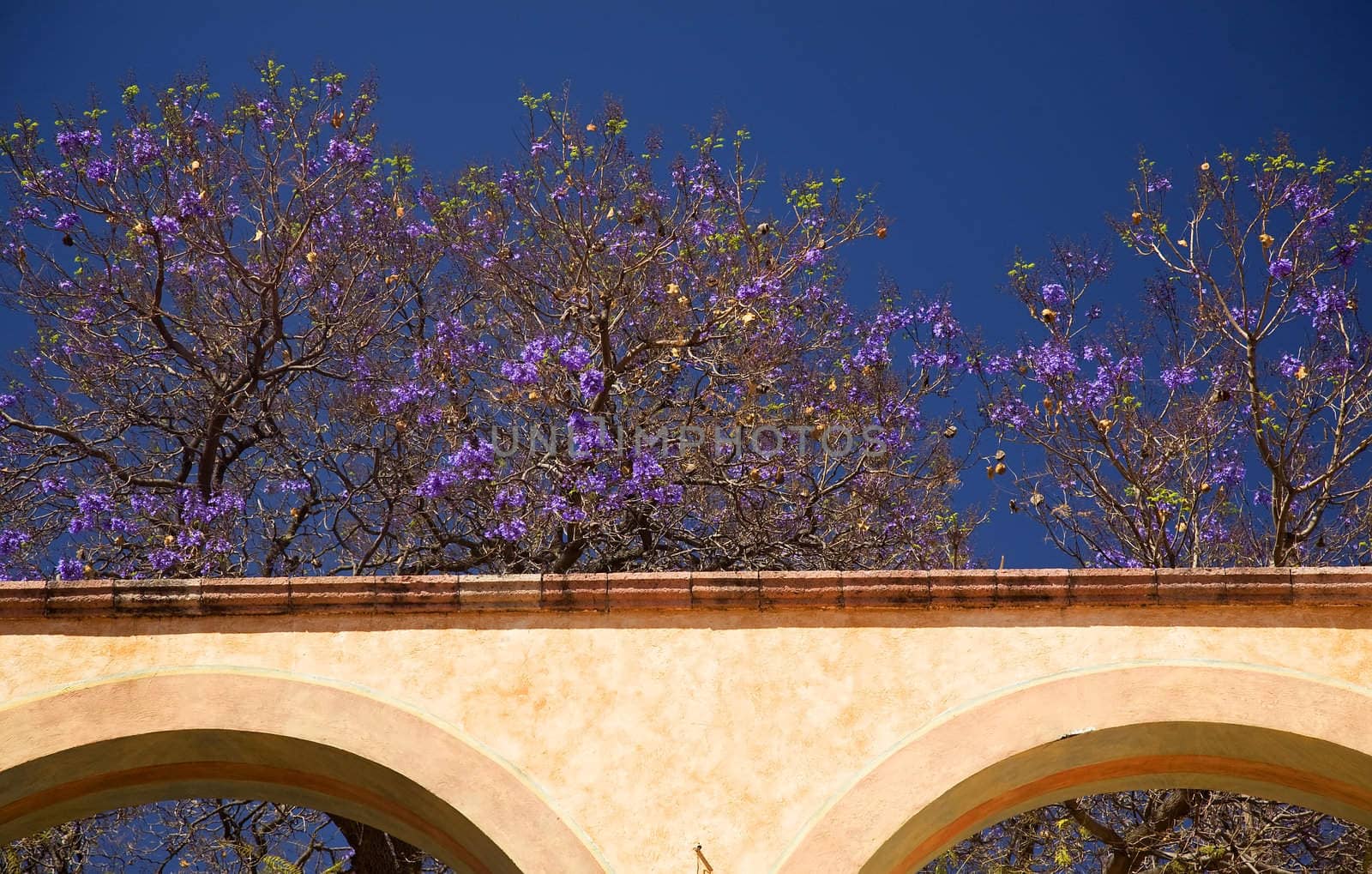 Purple Flowers White Adobe Wall Queretaro Mexico by bill_perry