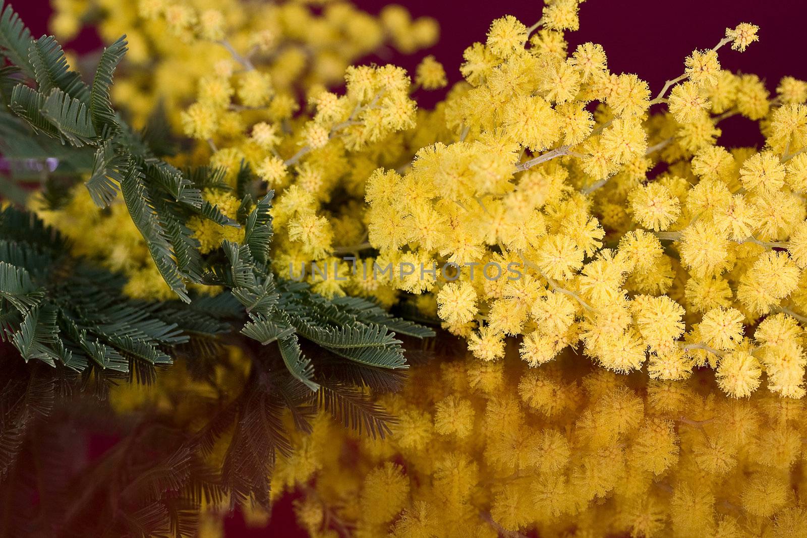 Studio shot of acacia blossom 