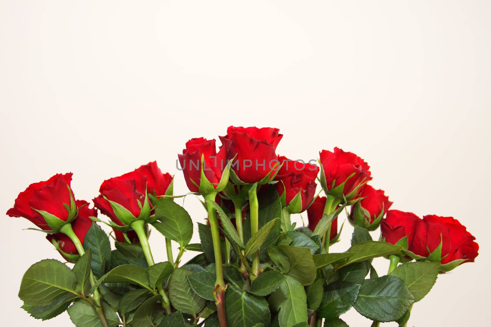 bouquet of red roses in a vase on white background