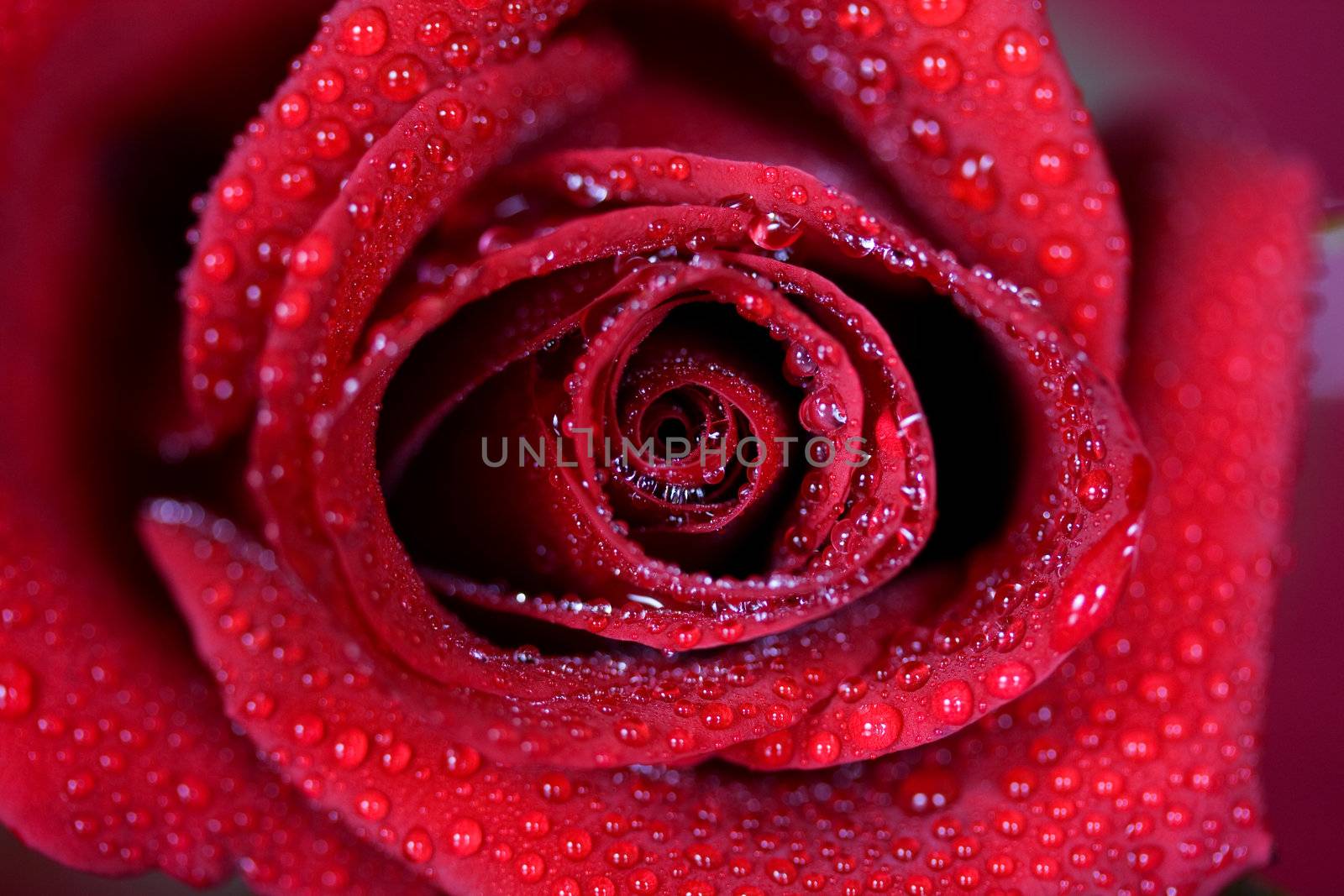 Macro image of dark red rose with water droplets. Extreme close-up with shallow dof.