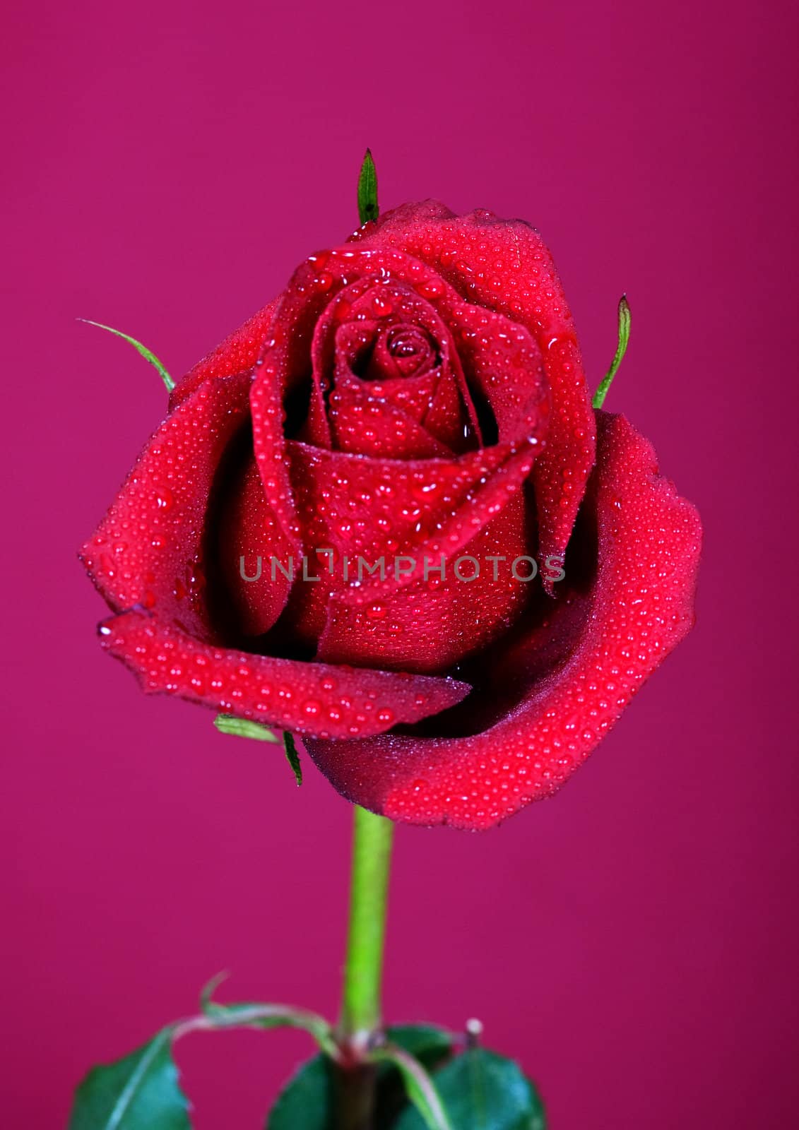 Beautiful red roses closeup on the pink background