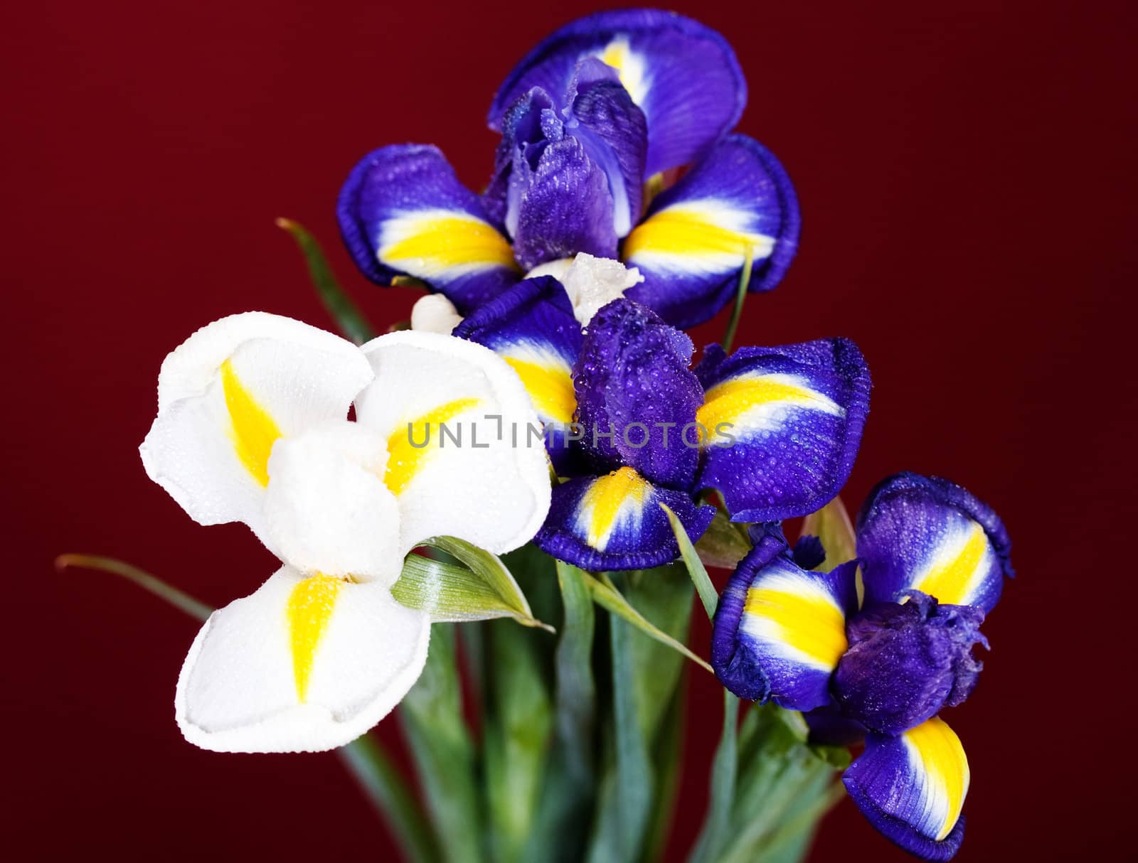 Bouquet of flowers iris purple and white on a red background