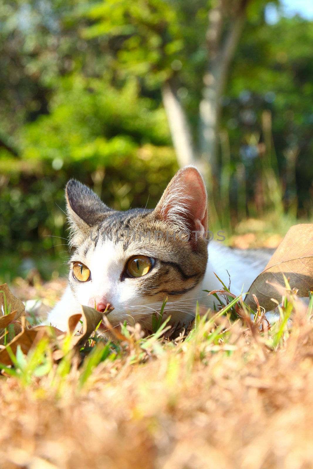 a lonely cat lying on grass in the garden