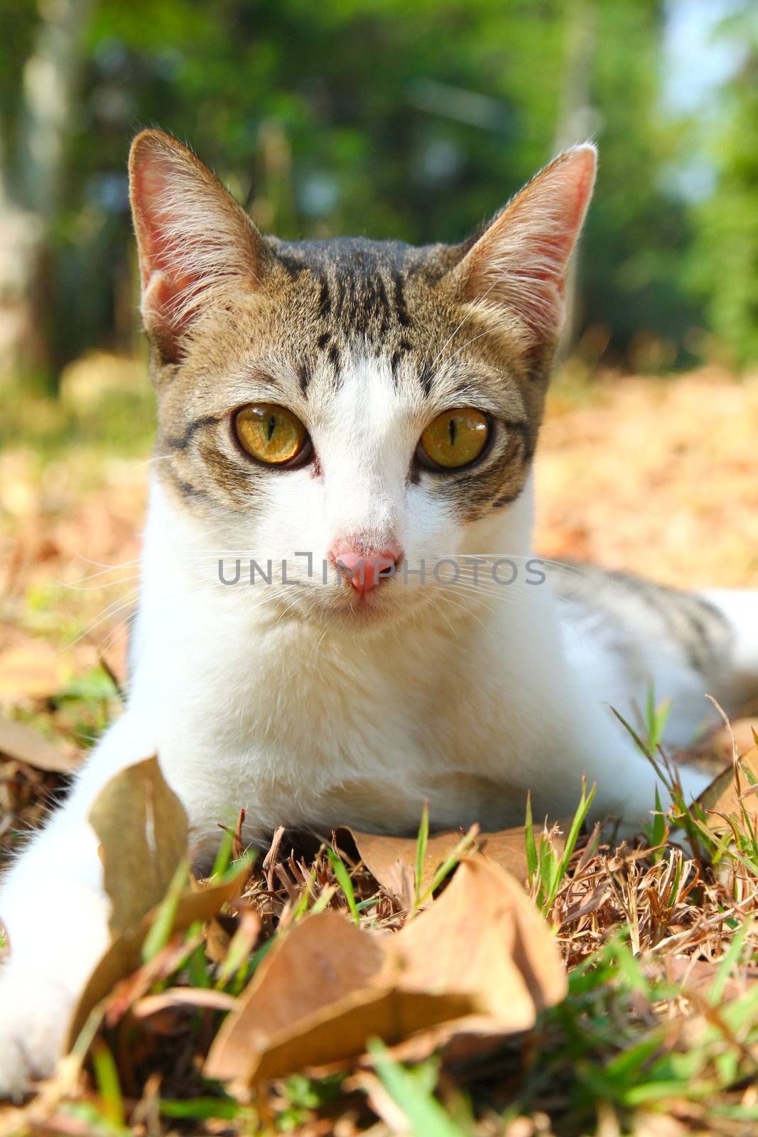 a cute cat lying on grass in the garden by nuchylee