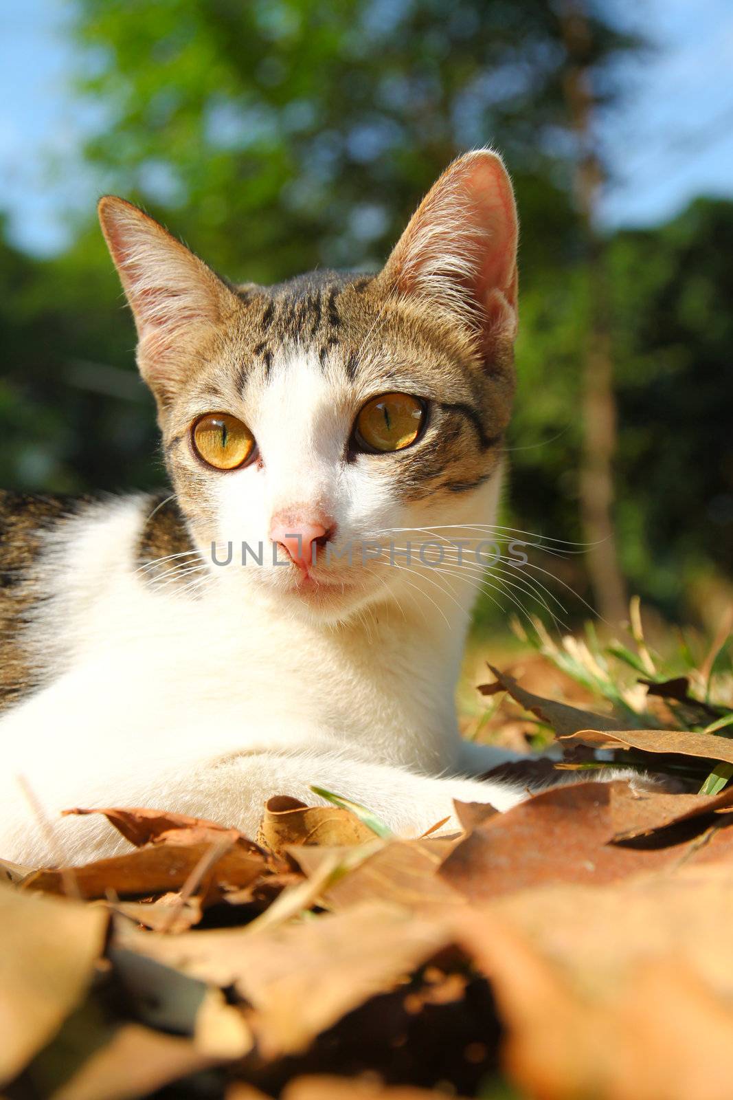 a cute cat lying on grass in the garden by nuchylee