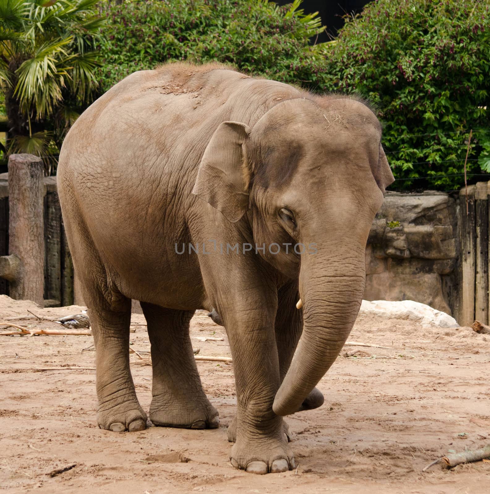 Picture of an Elephant