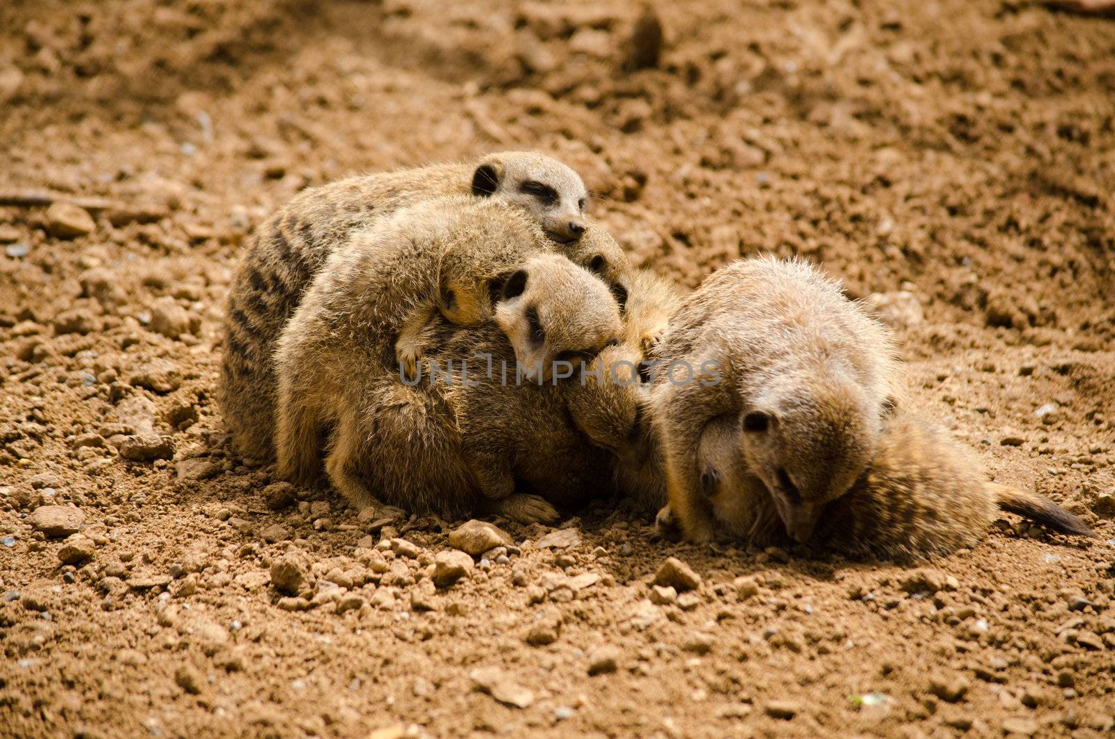 Picture of a group of Meerkats