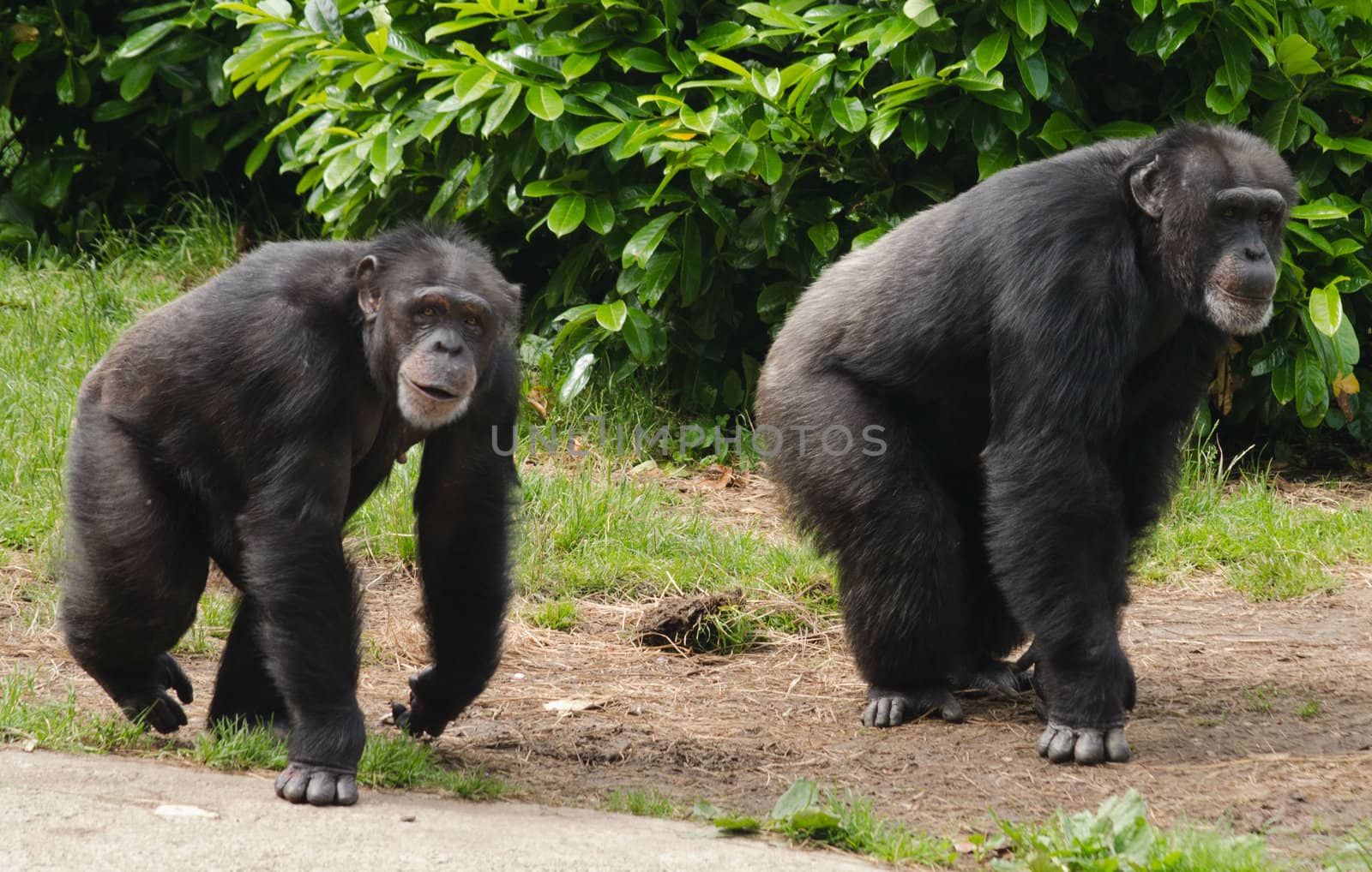 Picture of two chimps