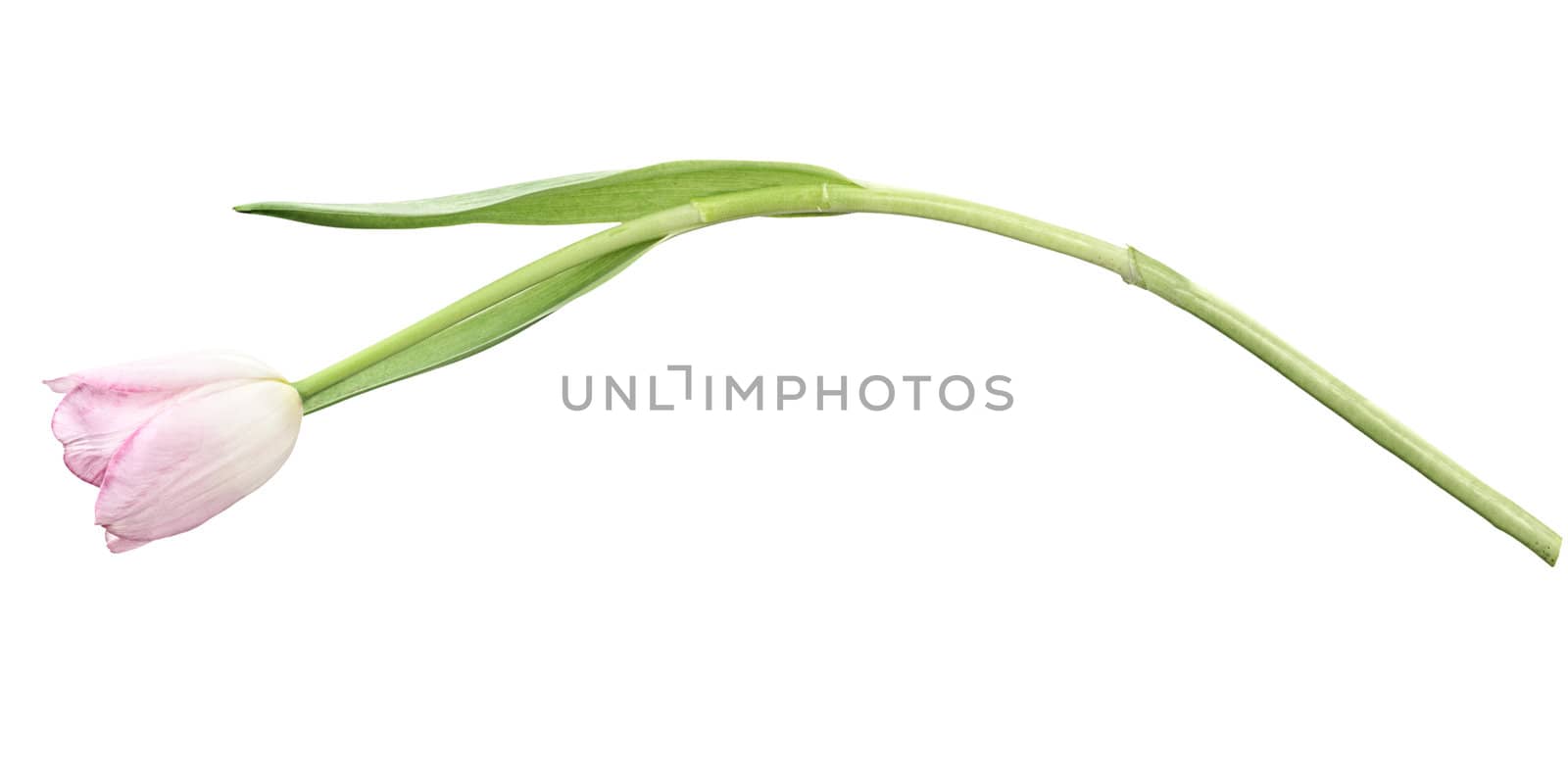 Isolated pink tulip over a white background with clipping path included.