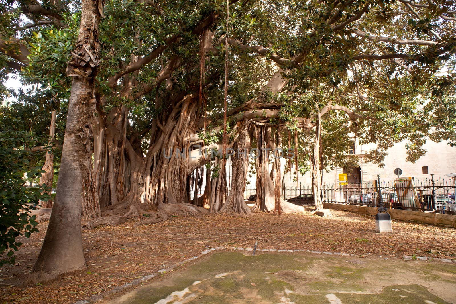 View of Big ficus tree in Palermo