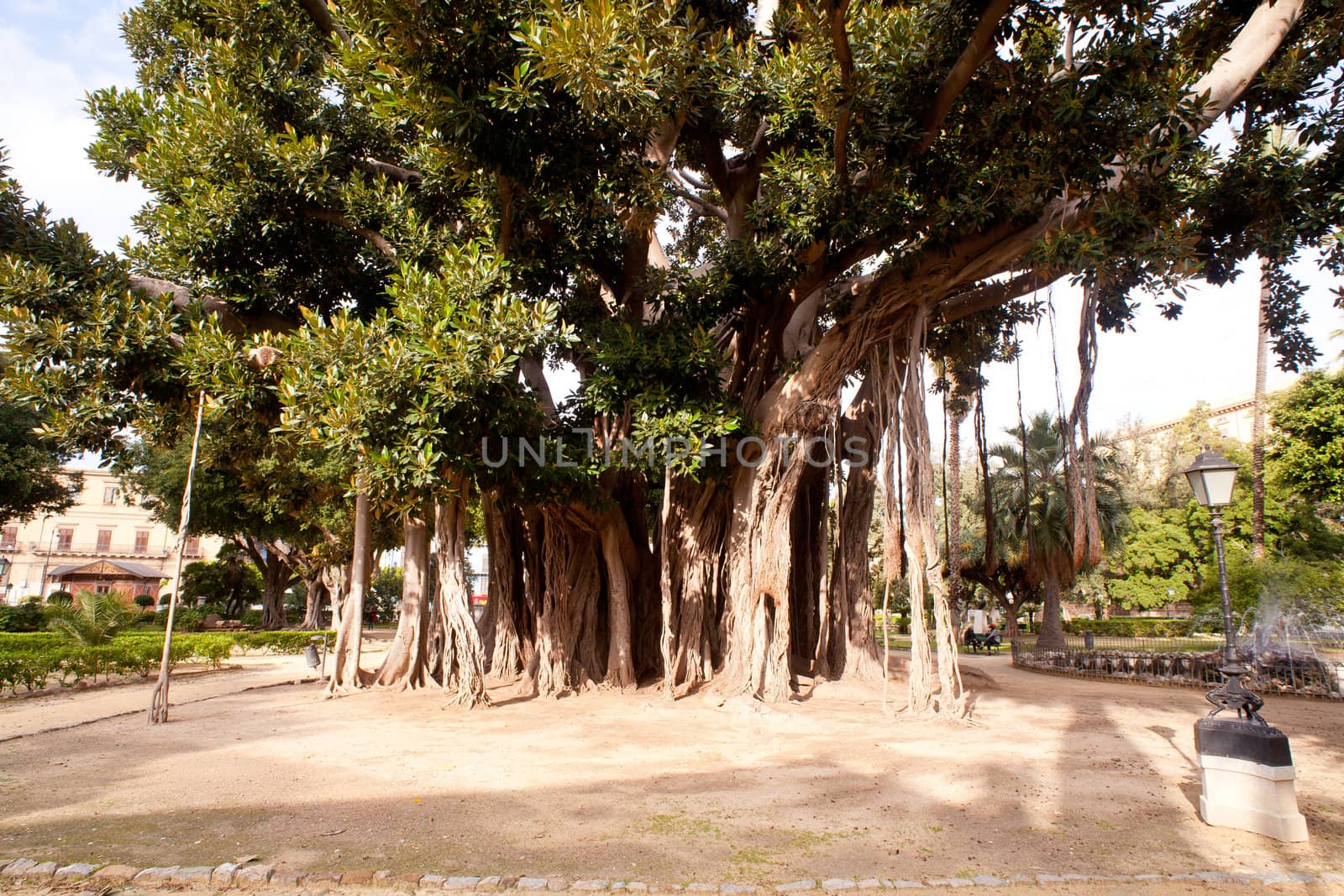 View of Big ficus tree in Palermo