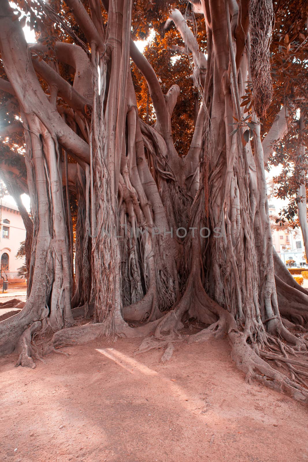 View of Big ficus tree in Palermo