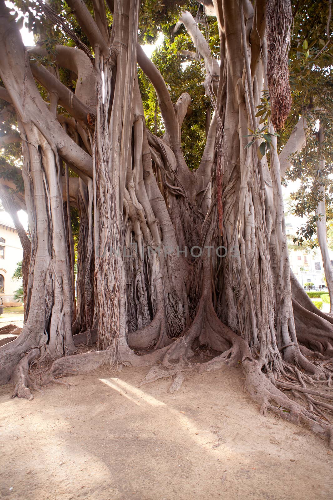 View of Big ficus tree in Palermo