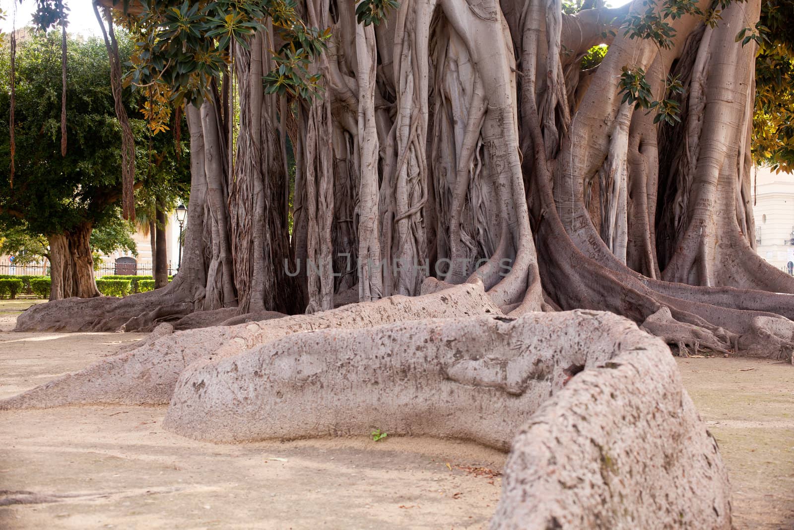 View of Big ficus tree in Palermo