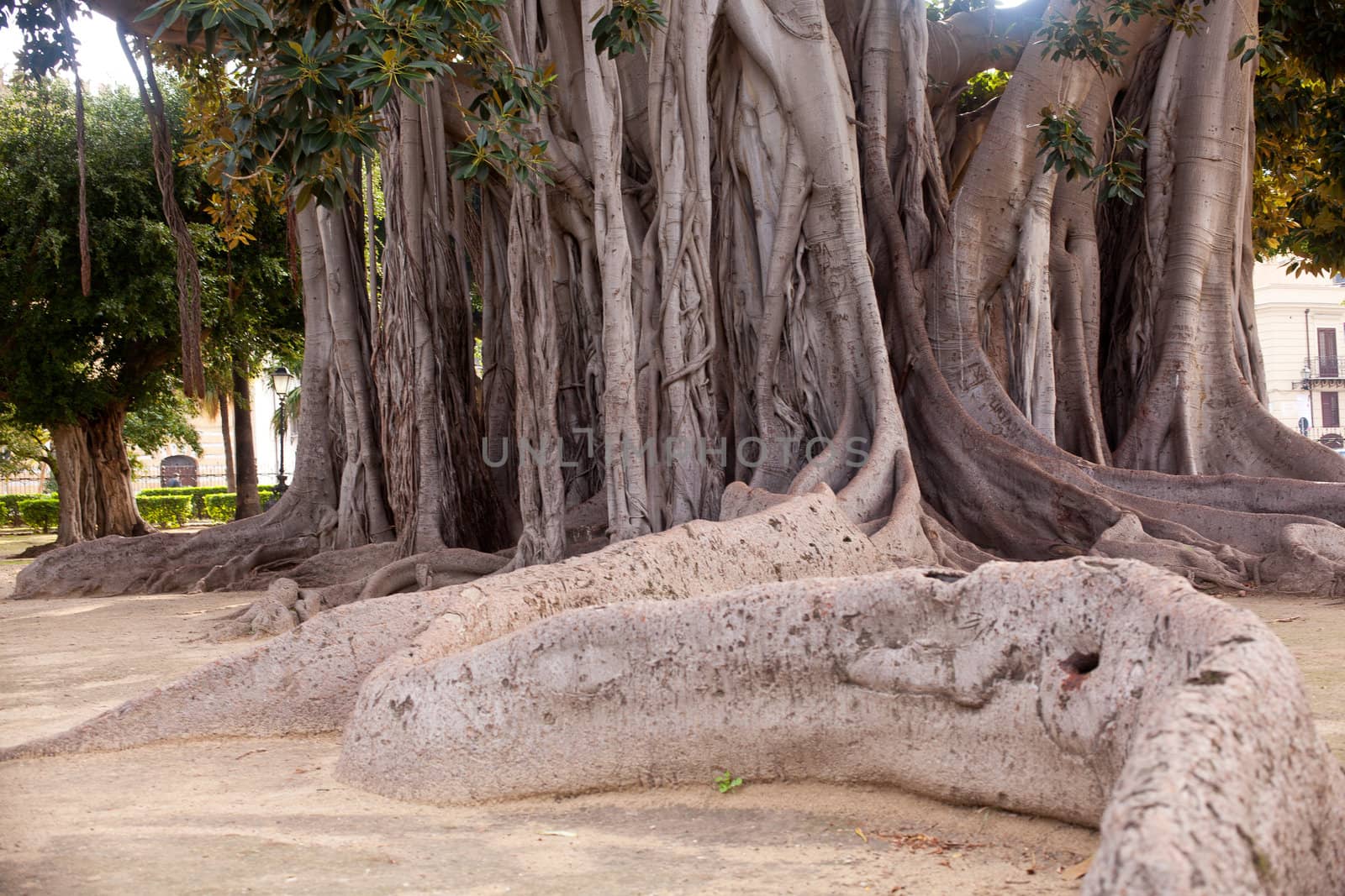 View of Big ficus tree in Palermo