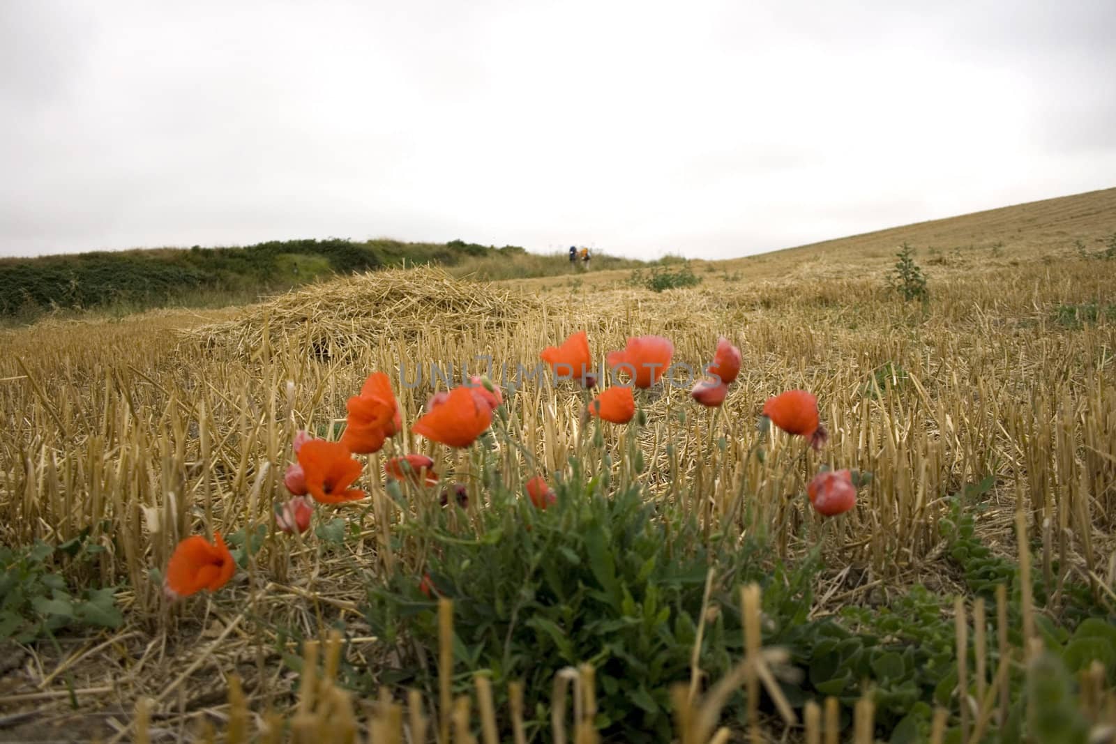 Poppies; Way of St. James in the summer