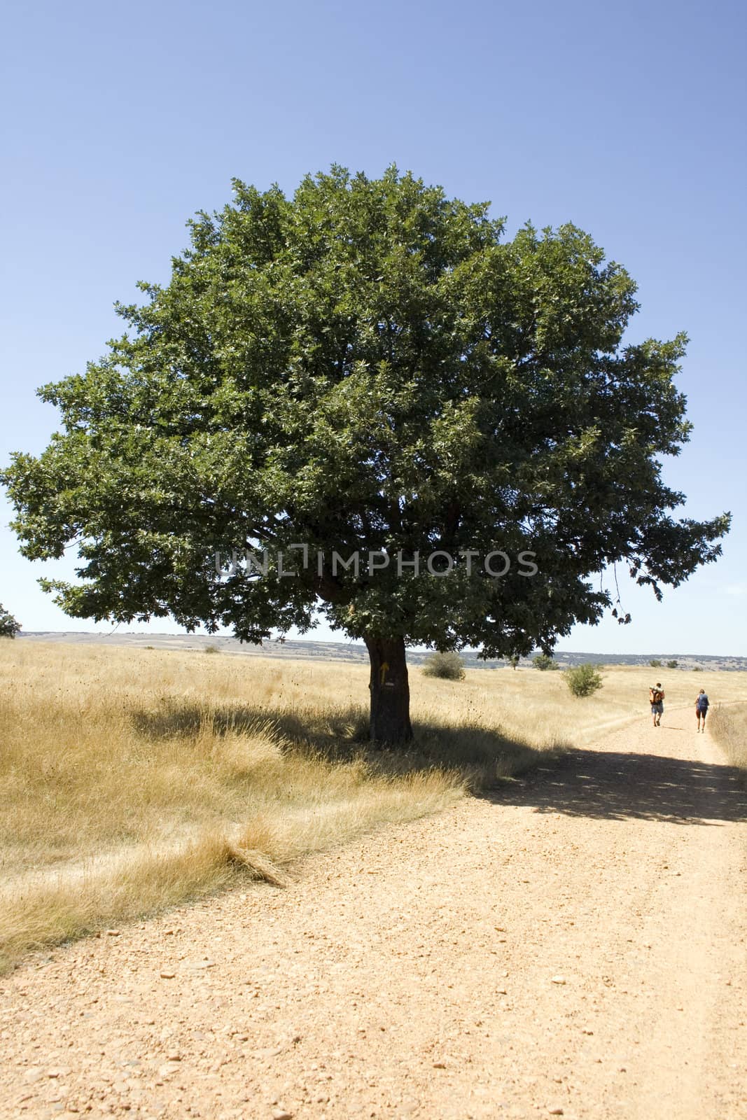 Pilgrims; Way of St. James in the summer