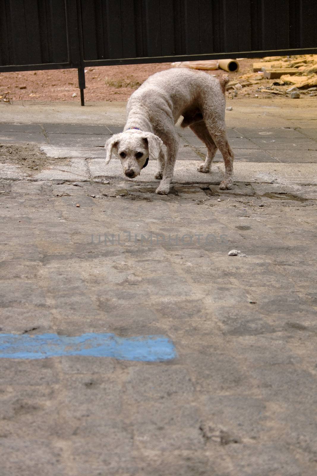 Photo of a Dog in the street