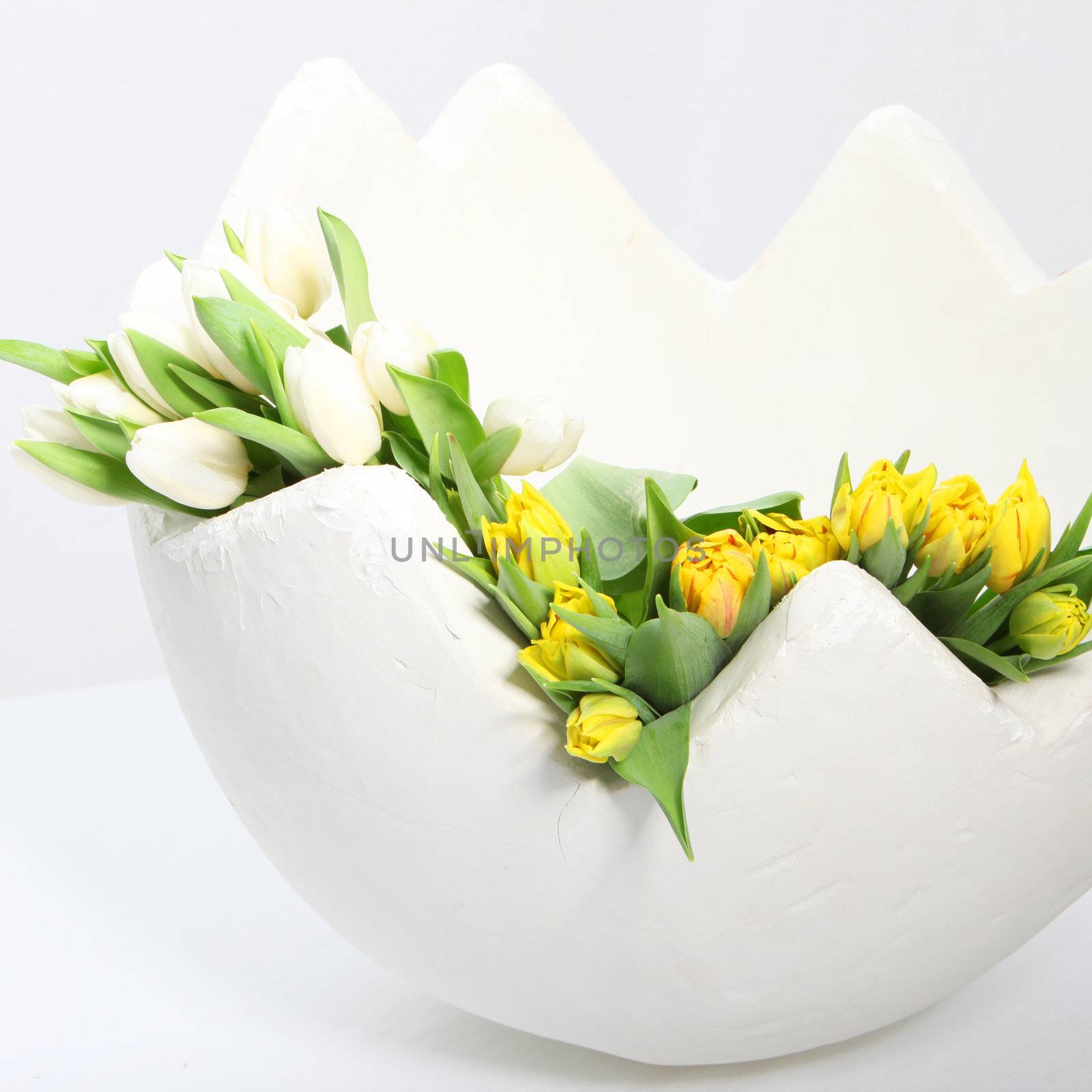 Celebrating the festival of Easter in Spring with colourful fresh yellow and white tulips nestling inside a broken white egg shell ornament