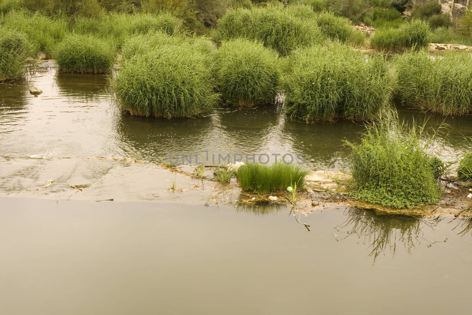 Cane ticket in the pond, way of st. james