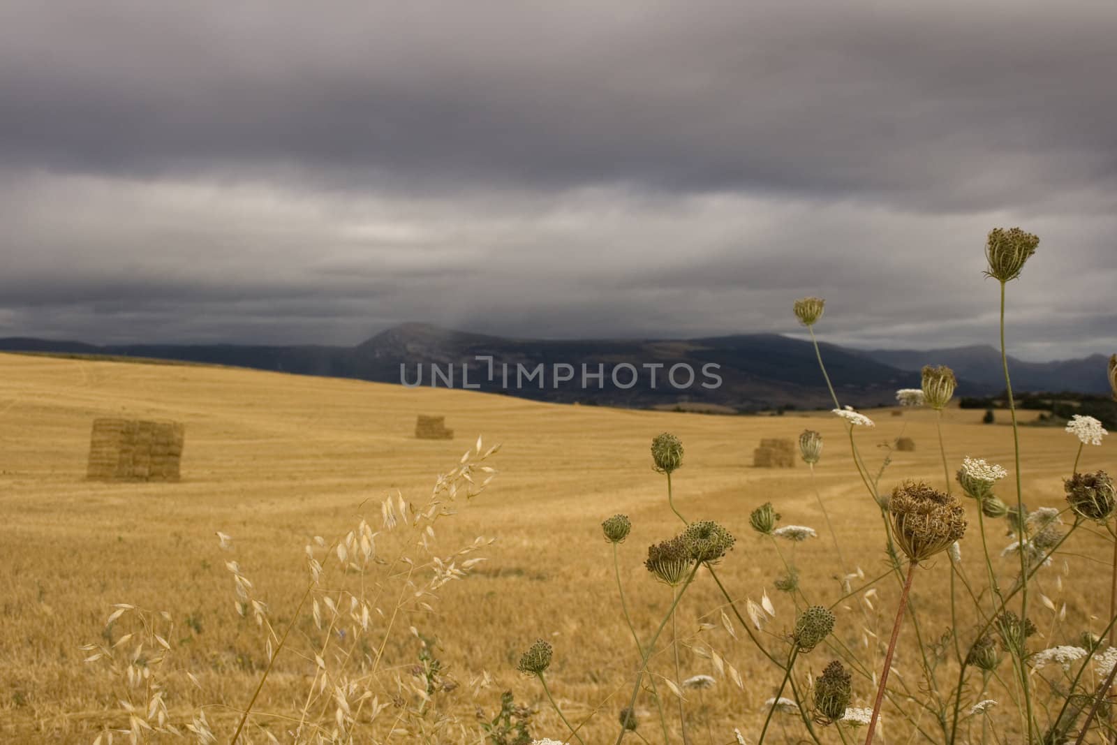 View of the Spanish countryside in the summer