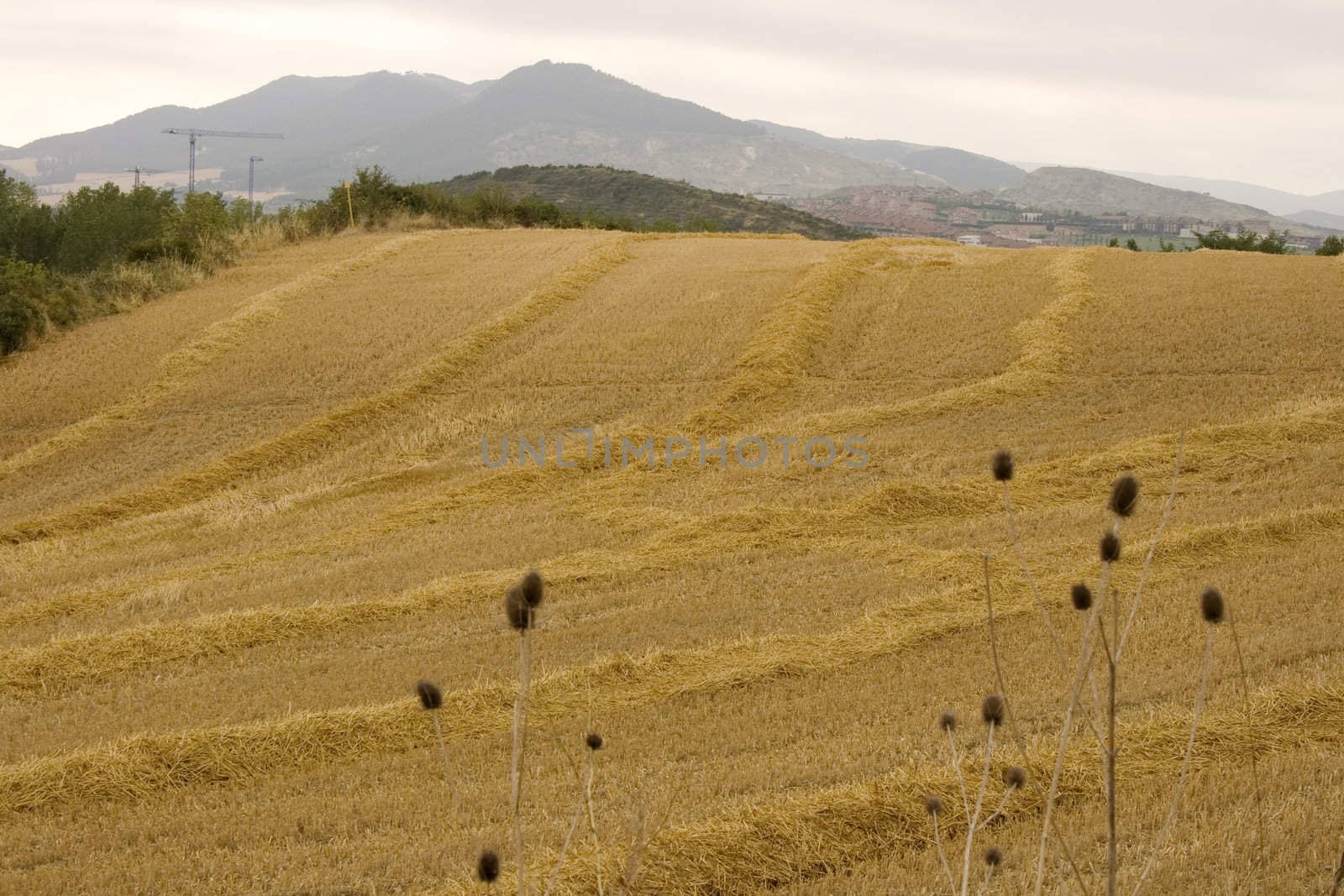 View of the Spanish countryside in the summer